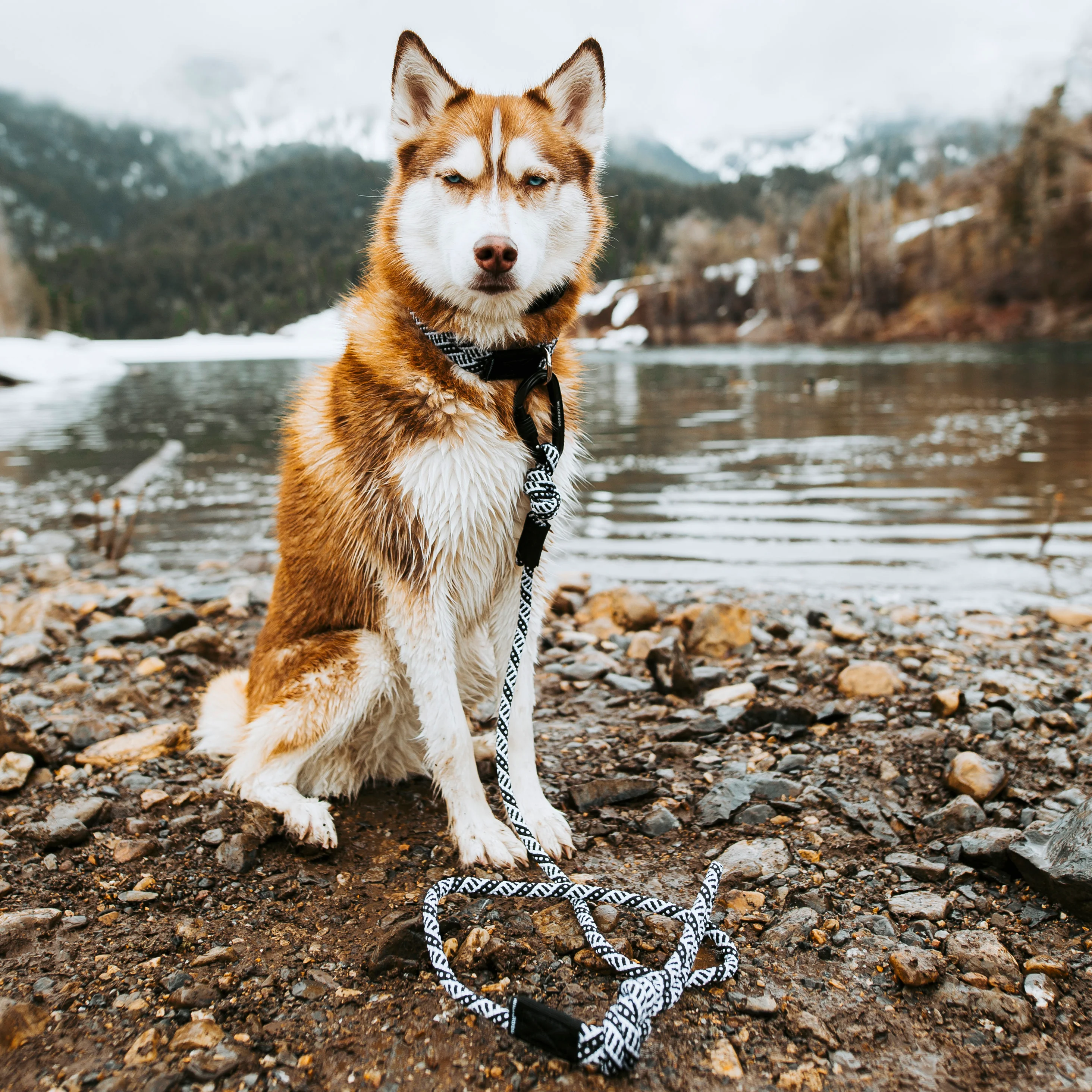 Big Carabiner Rope Leash - Image 5