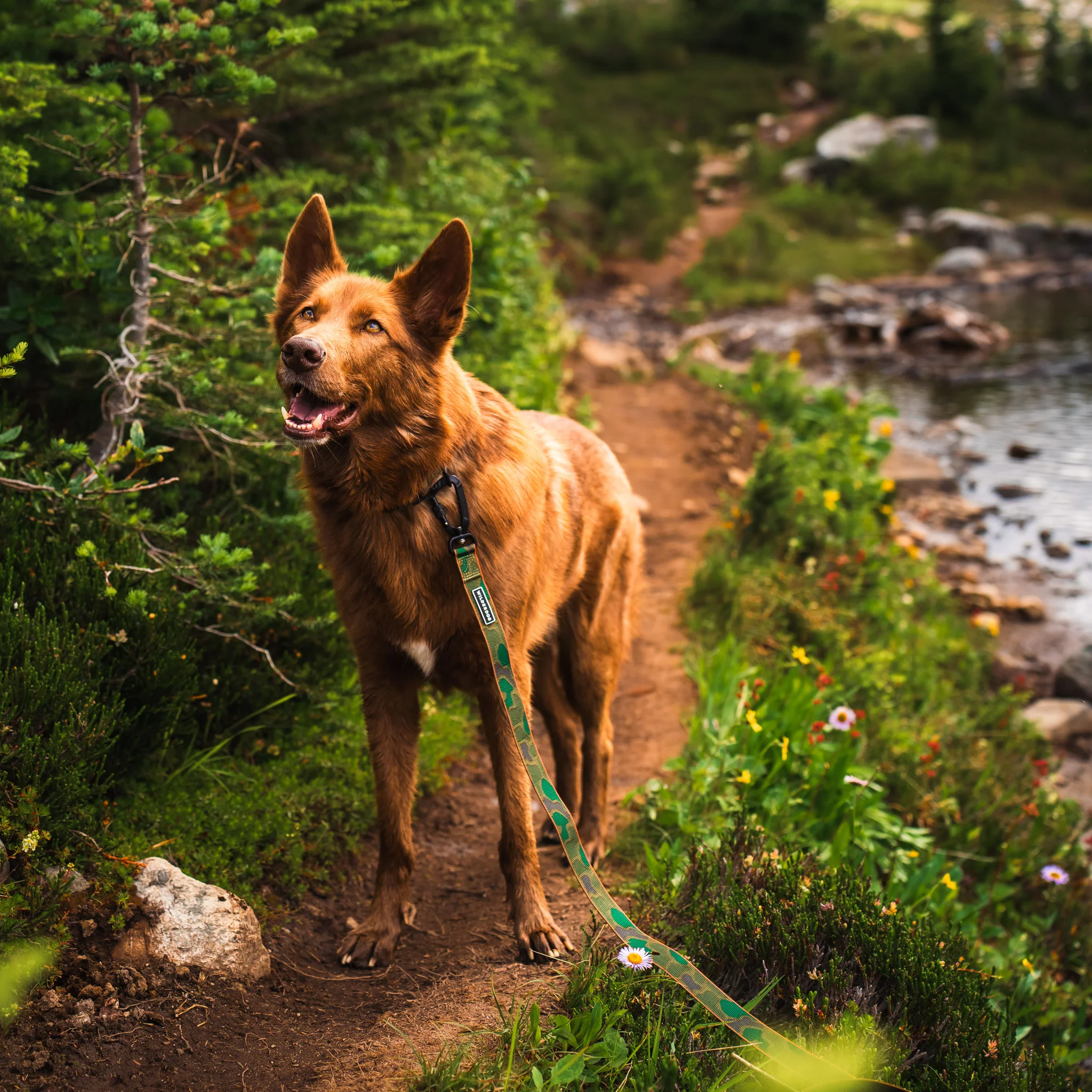 Camo Ultralight Leash - Image 3
