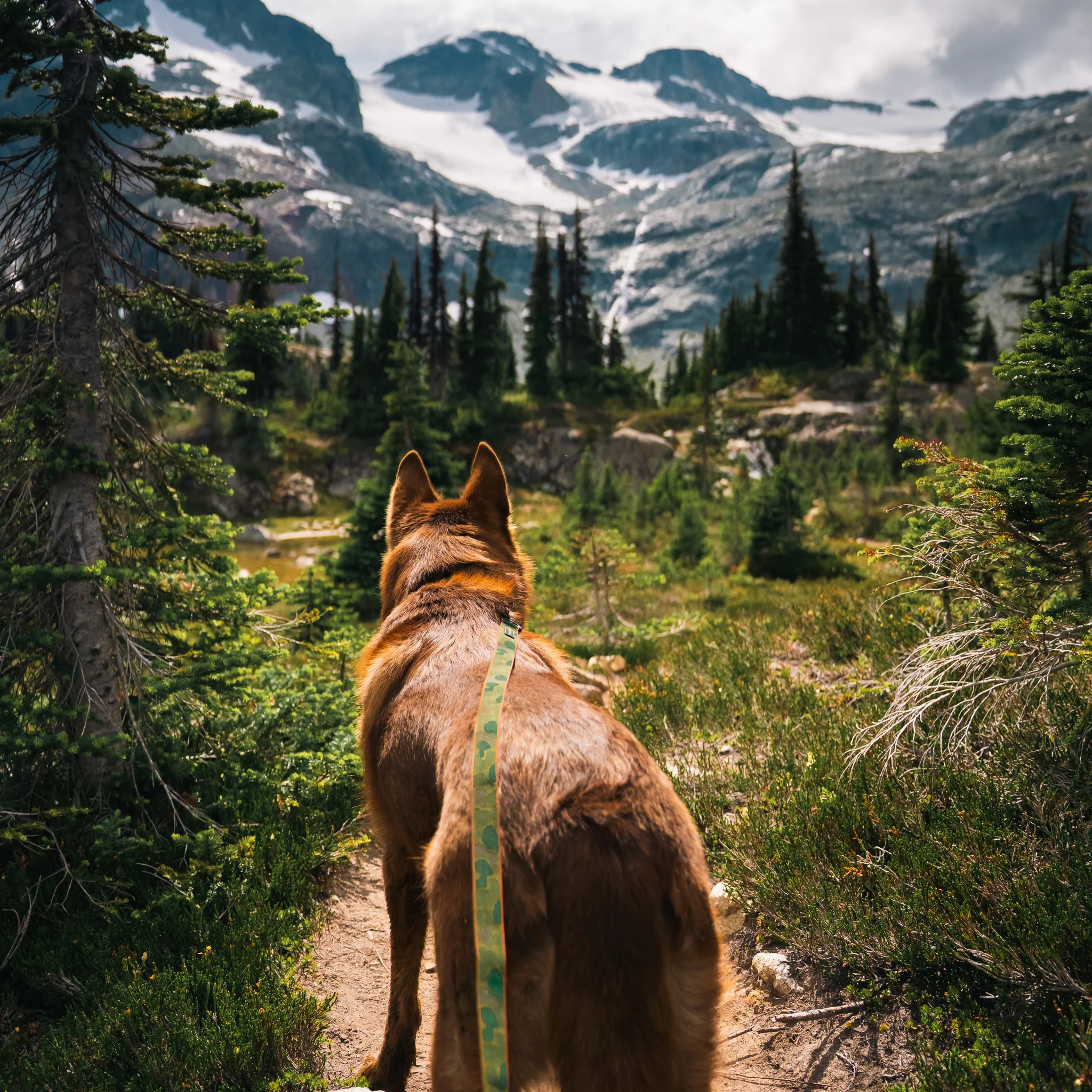 Camo Ultralight Leash - Image 4