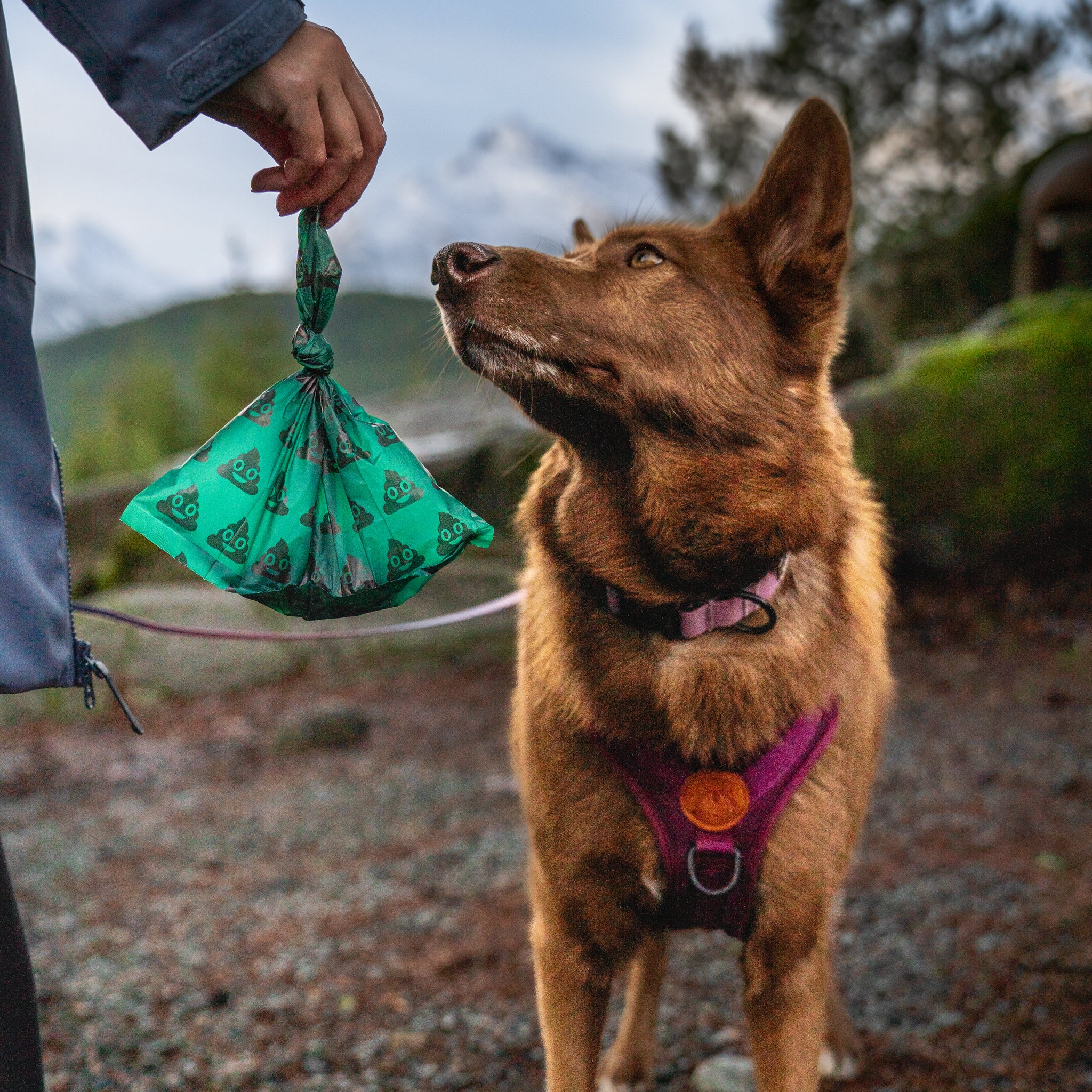 Compostable Dog Poop Bags - Image 3