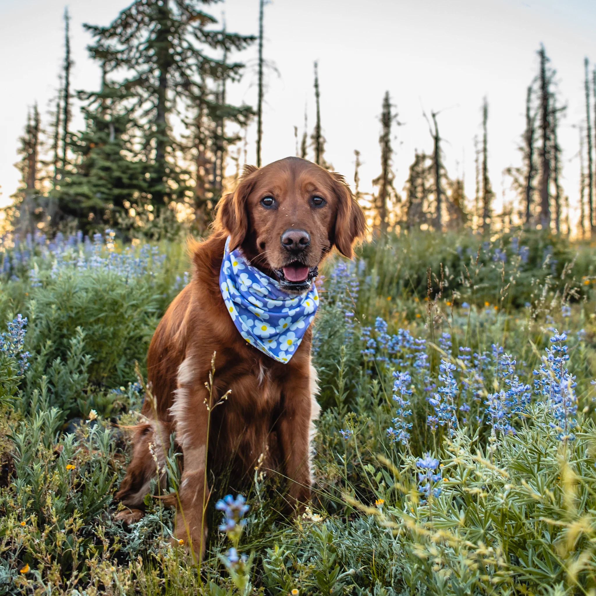 Daisy Bandana - Image 2