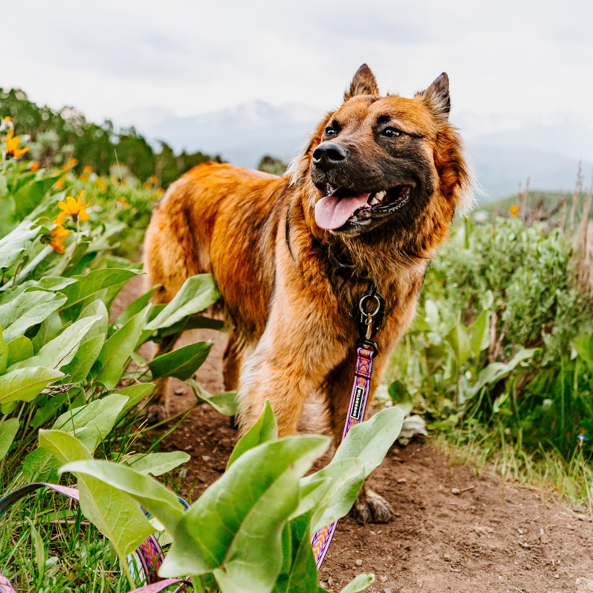 Daybreak Ultralight Leash - Image 4