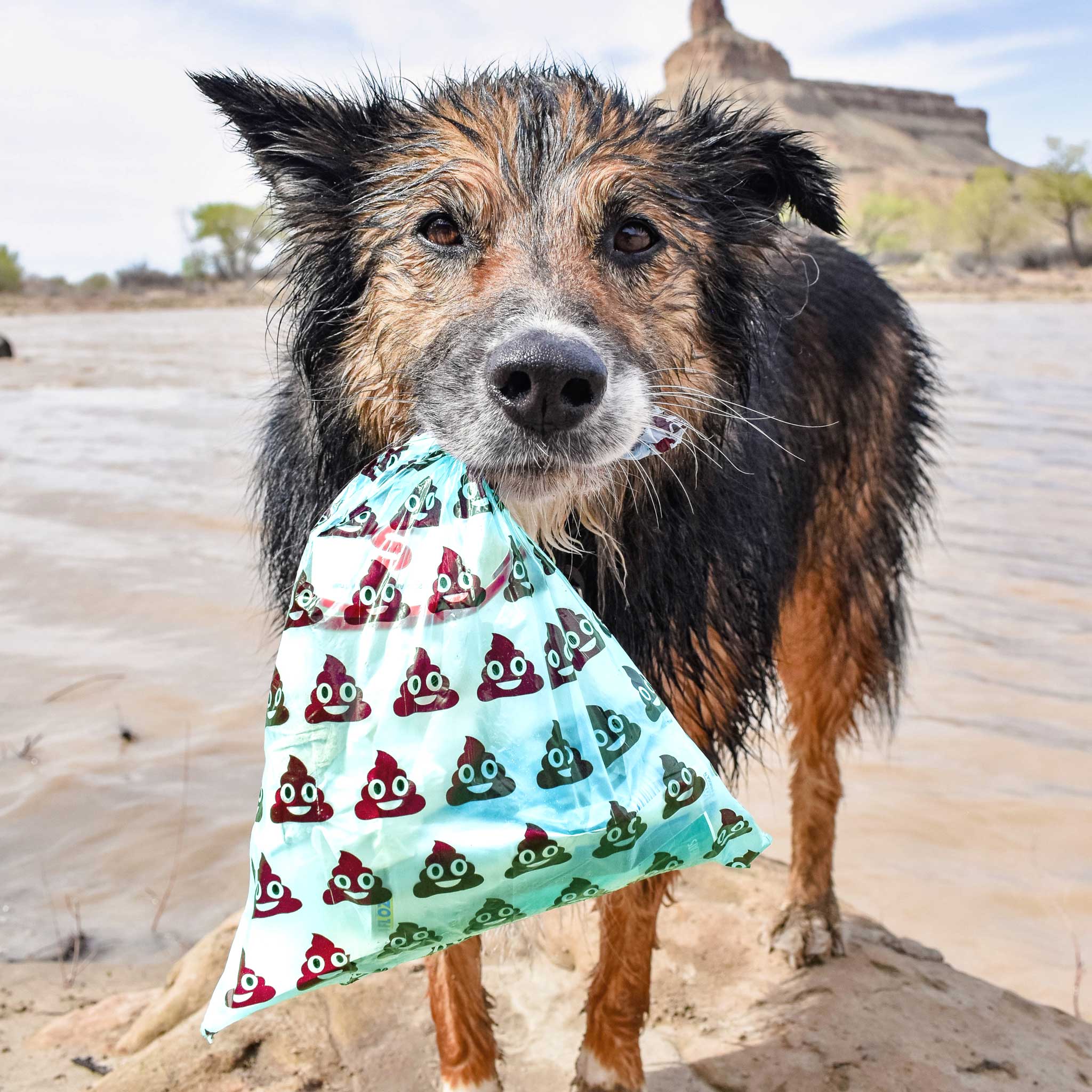 Dog Poop Bags - Image 3