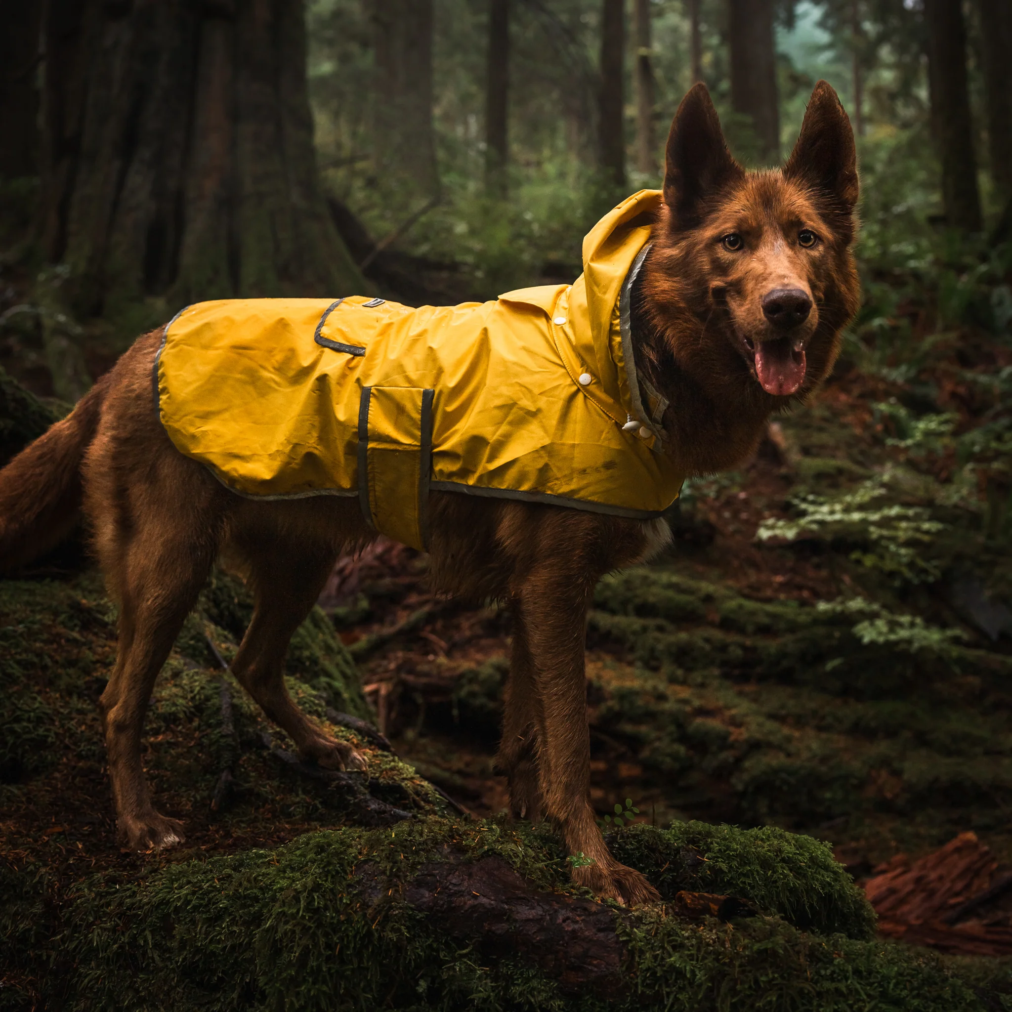 Dog Rain Jacket - Image 3