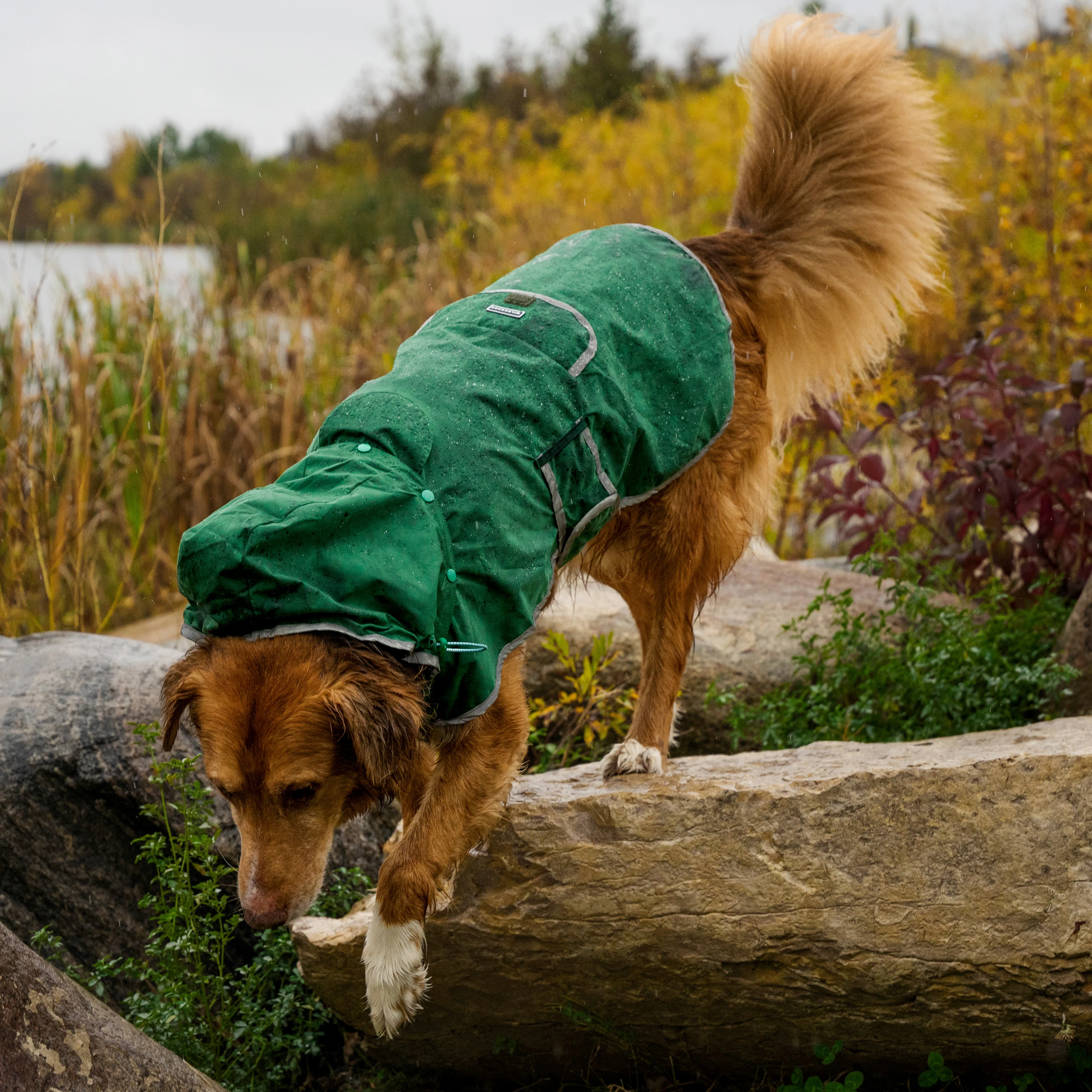 Dog Rain Jacket - Image 5