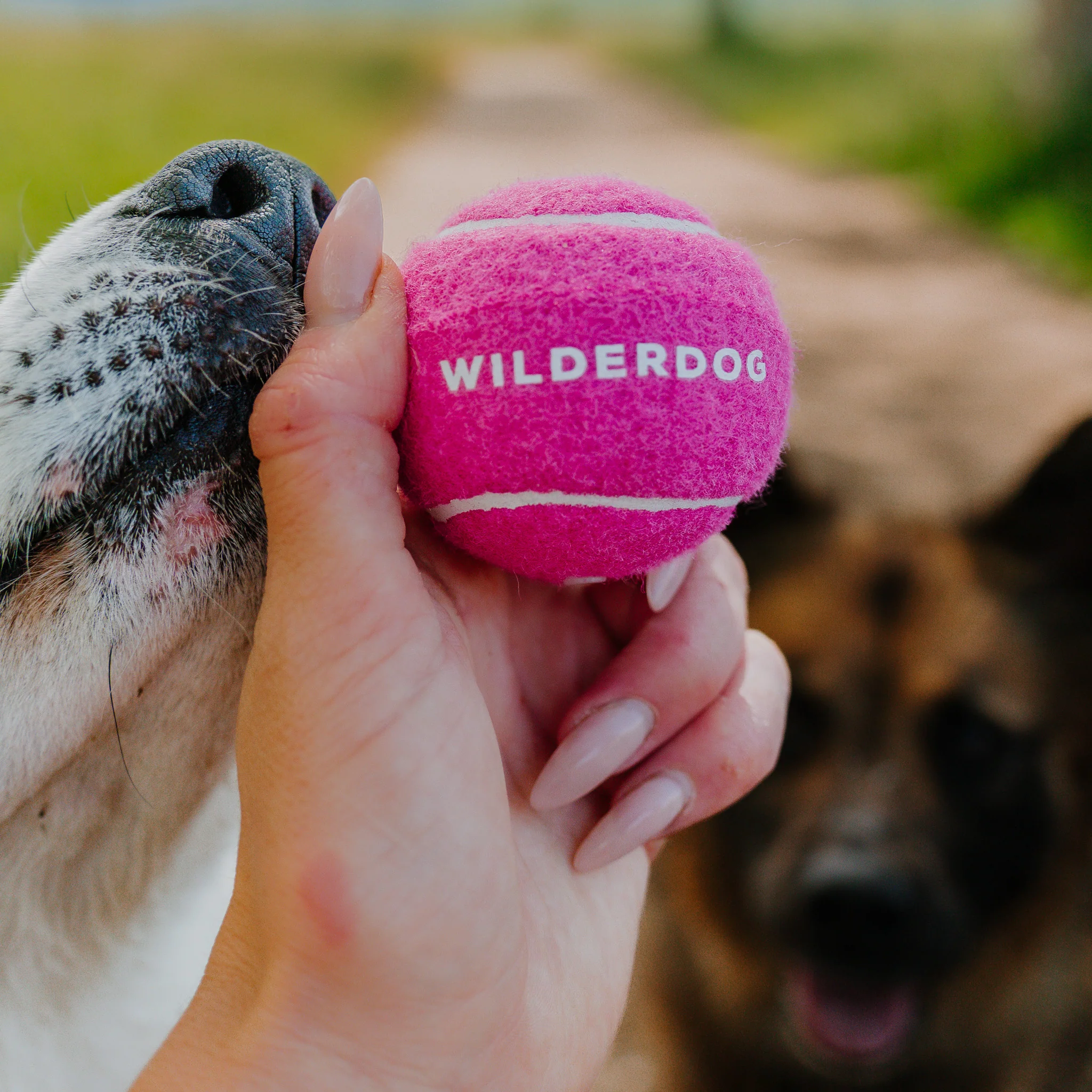 Fetch Balls - Image 3