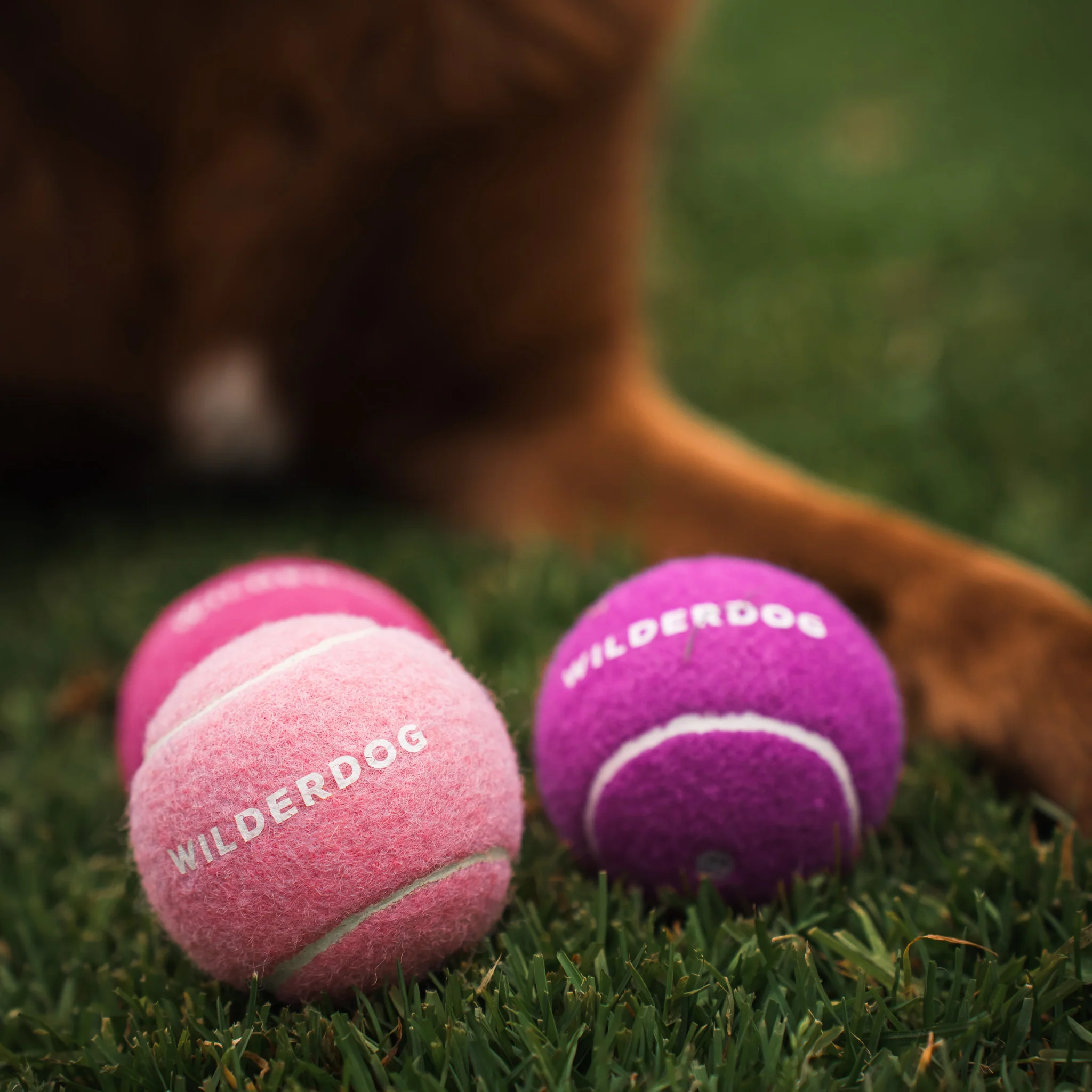 Fetch Balls - Image 6
