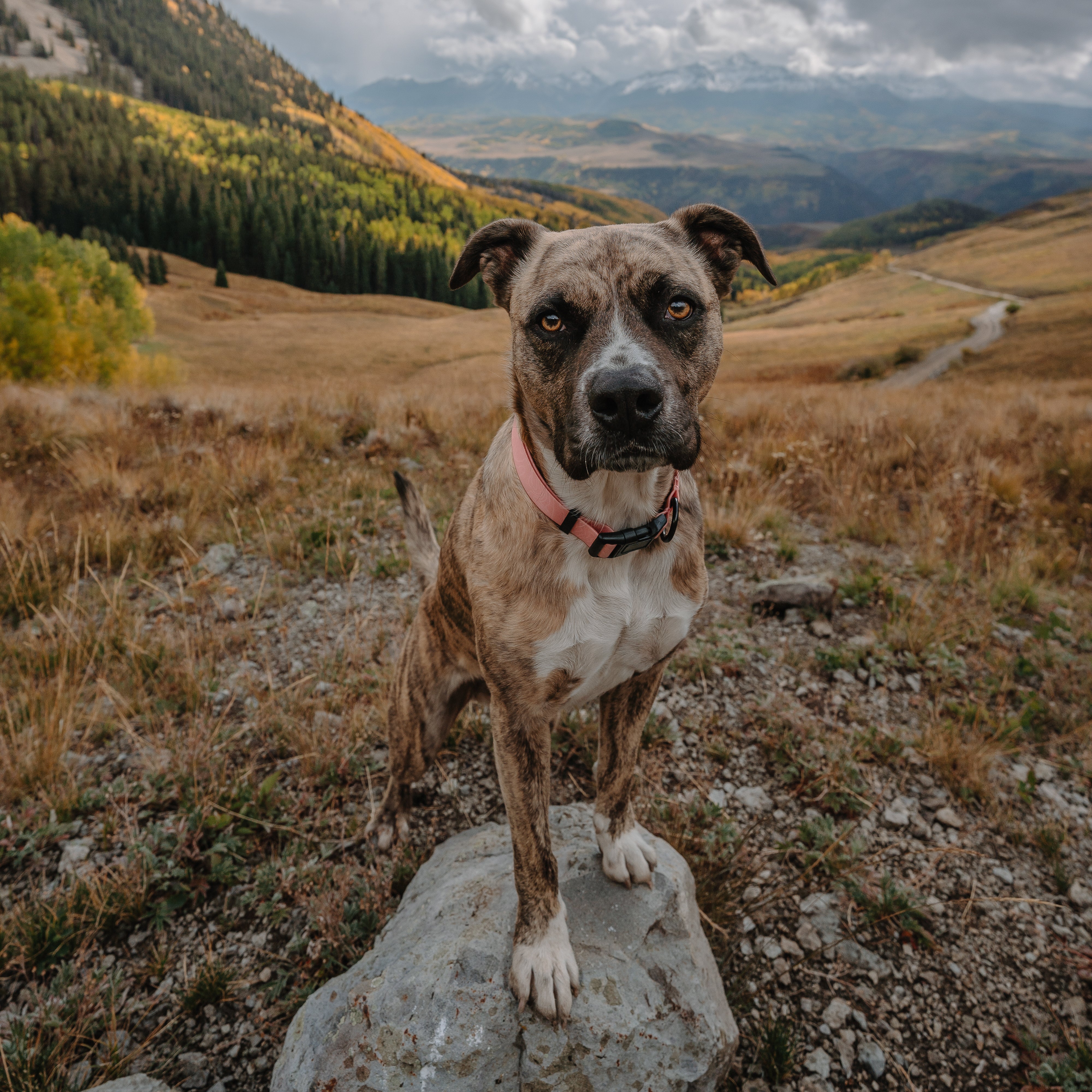 Guava Waterproof Collar - Image 6