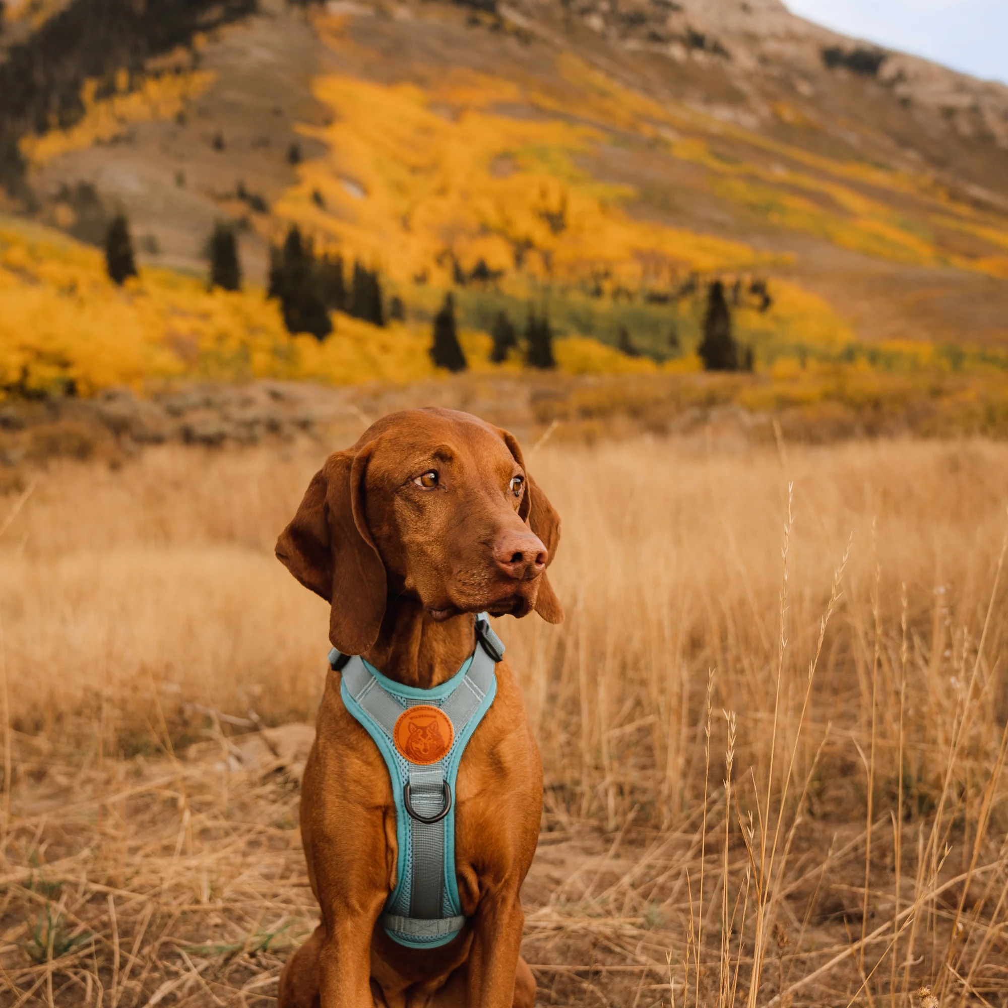 Dog Harness - Image 10