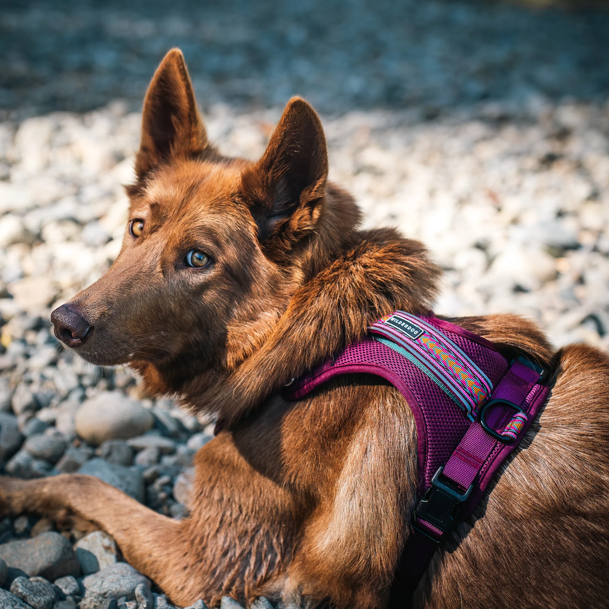 Dog Harness - Image 11