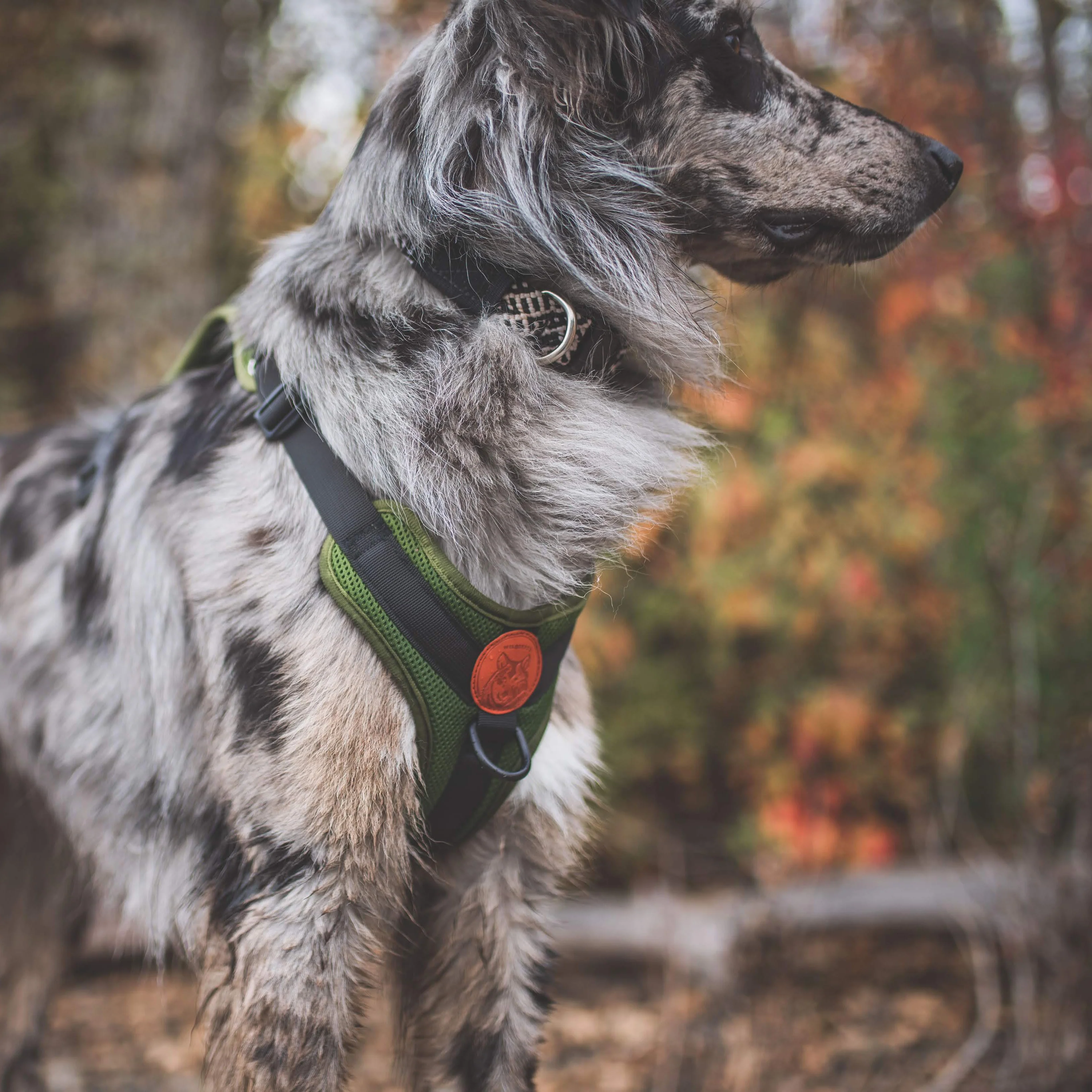 Dog Harness - Image 8