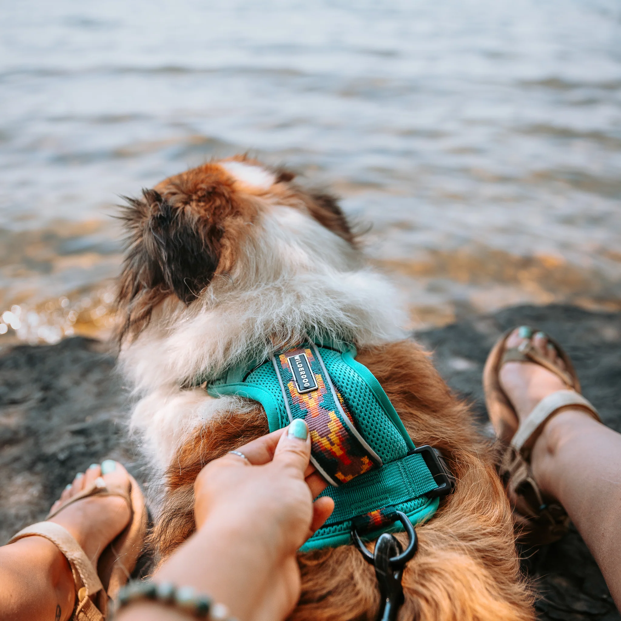 Dog Harness - Image 9