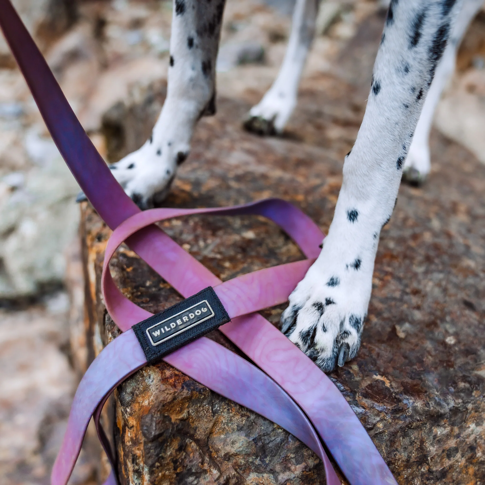 Aurora Waterproof Leash - Image 4