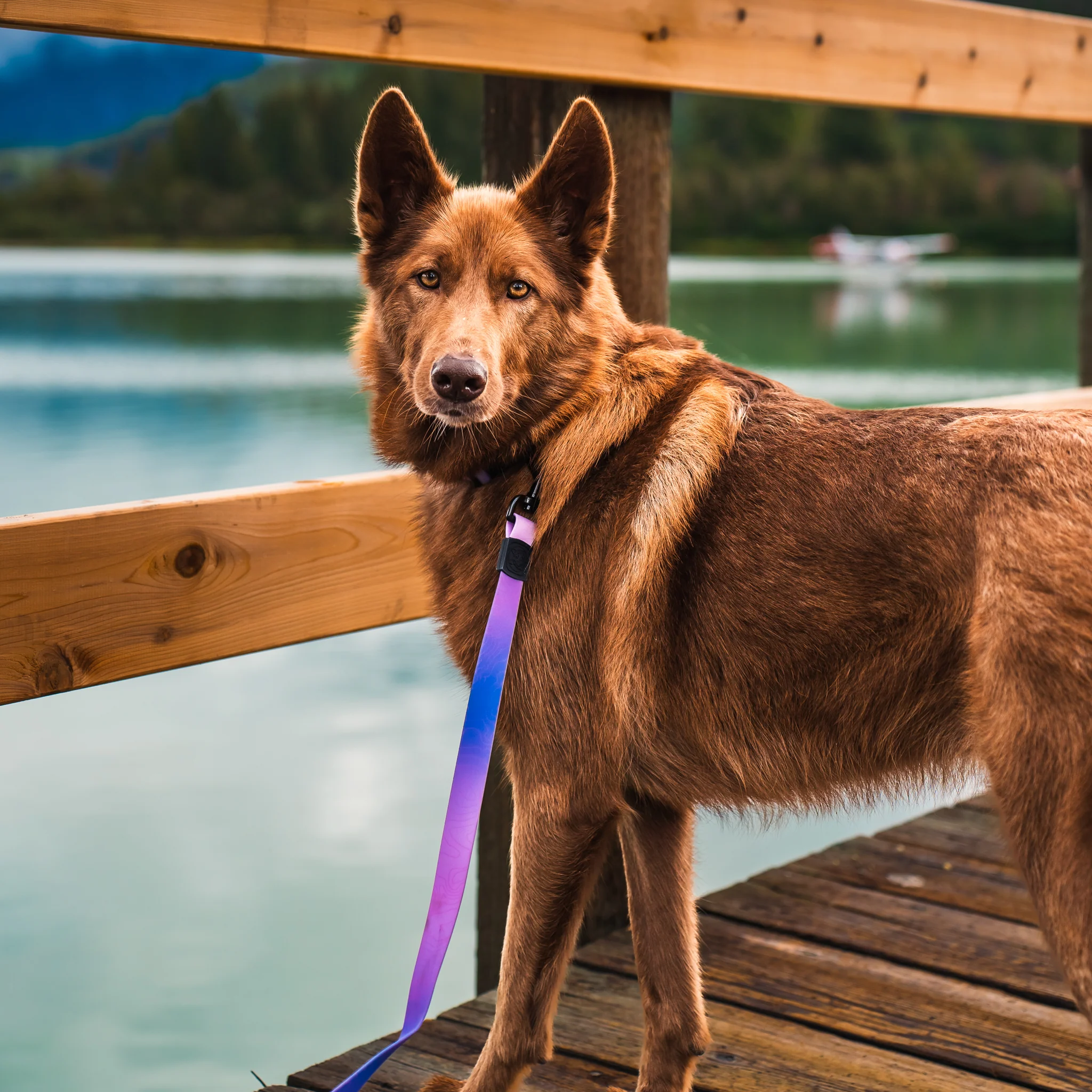 Aurora Waterproof Leash - Image 5
