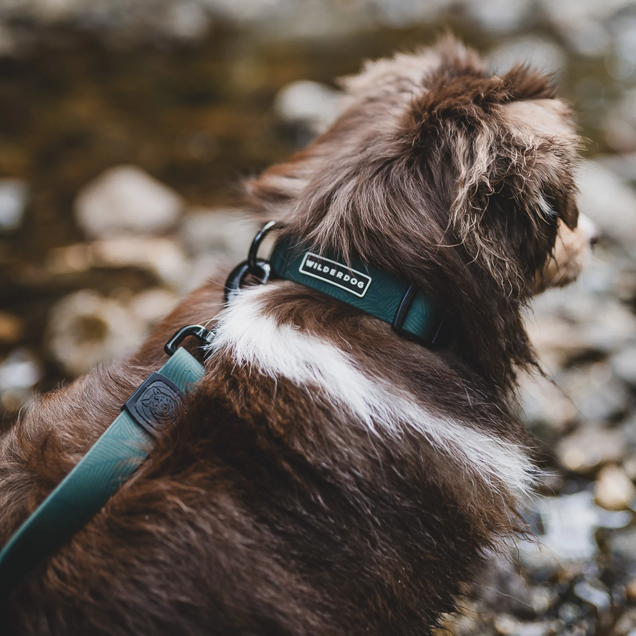 Cedar Waterproof Collar - Image 3