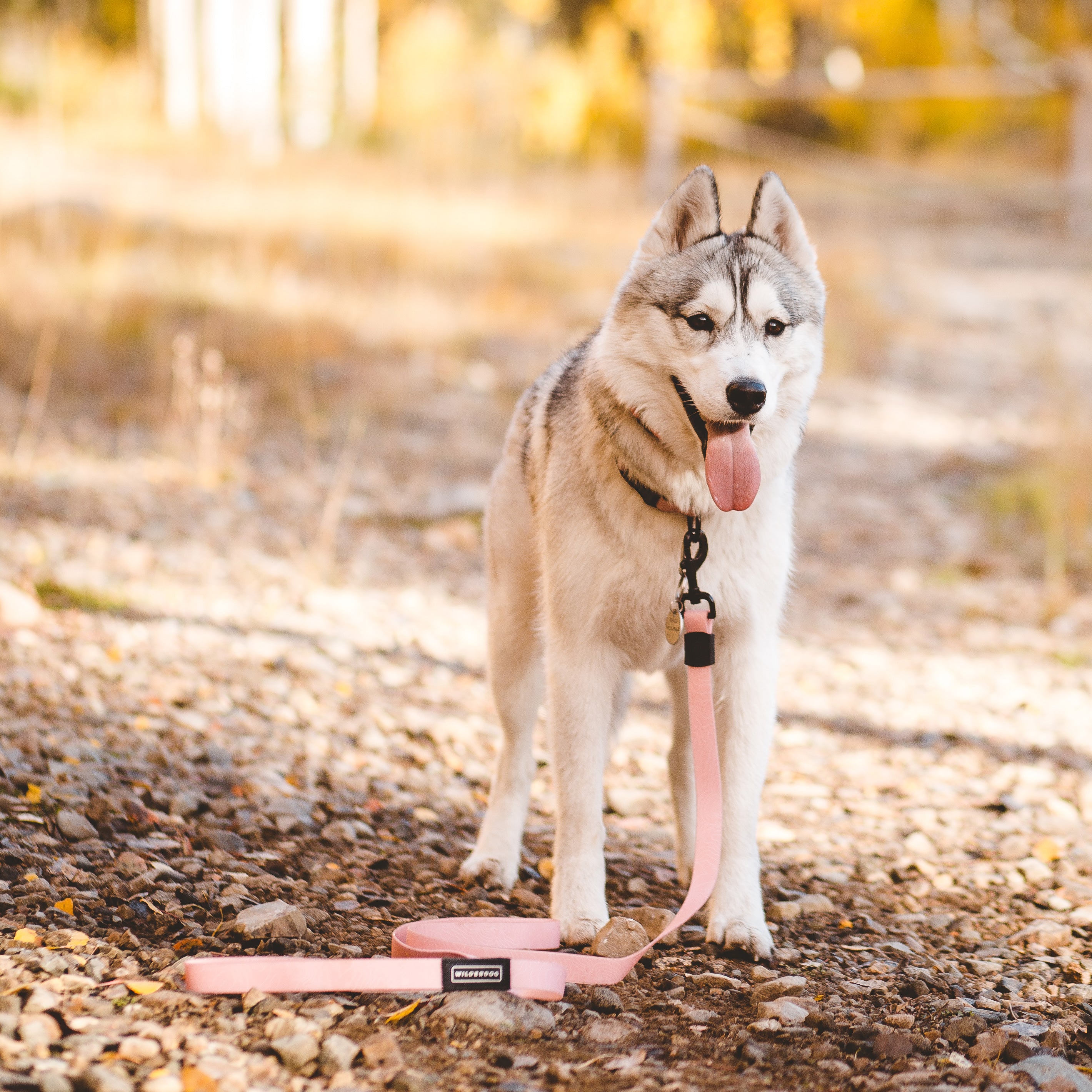 Guava Waterproof Leash - Image 4