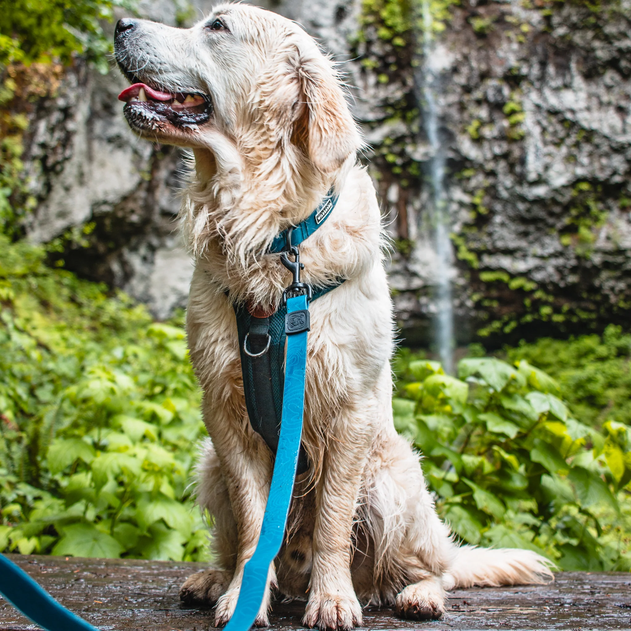 Pacific Blue Waterproof Leash - Image 6