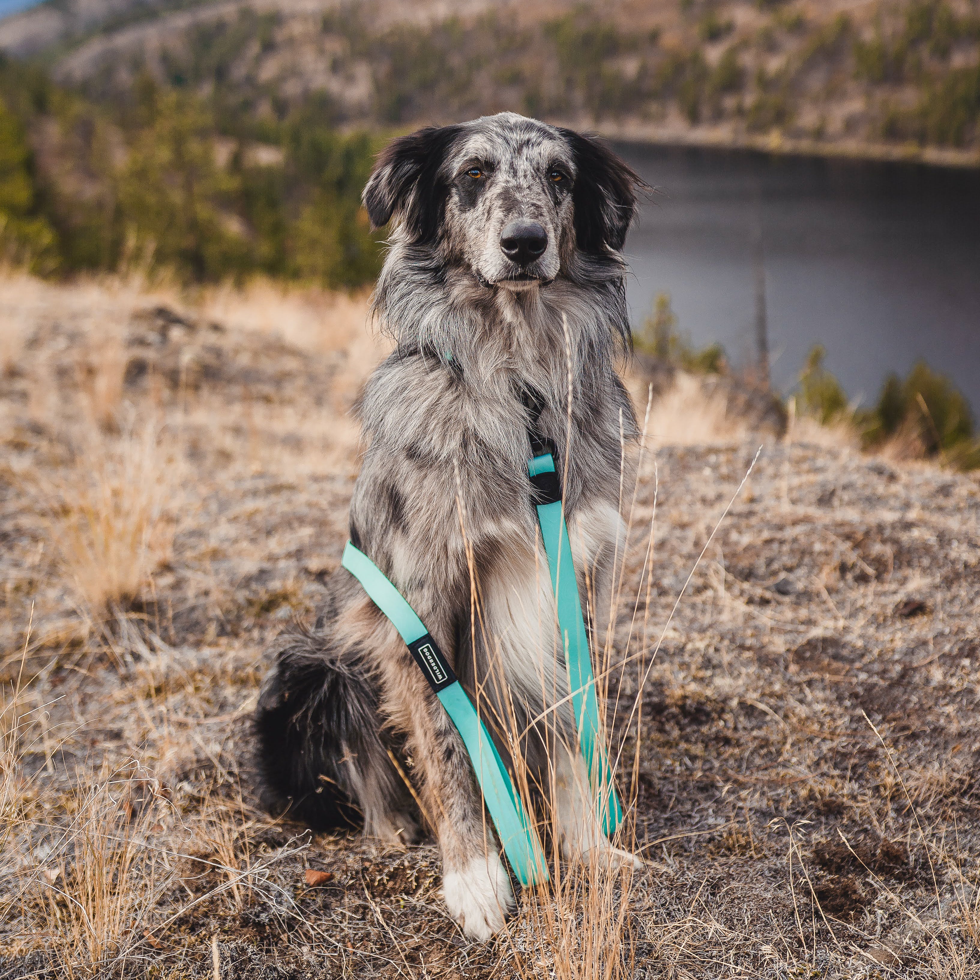 Seafoam Waterproof Leash - Image 4