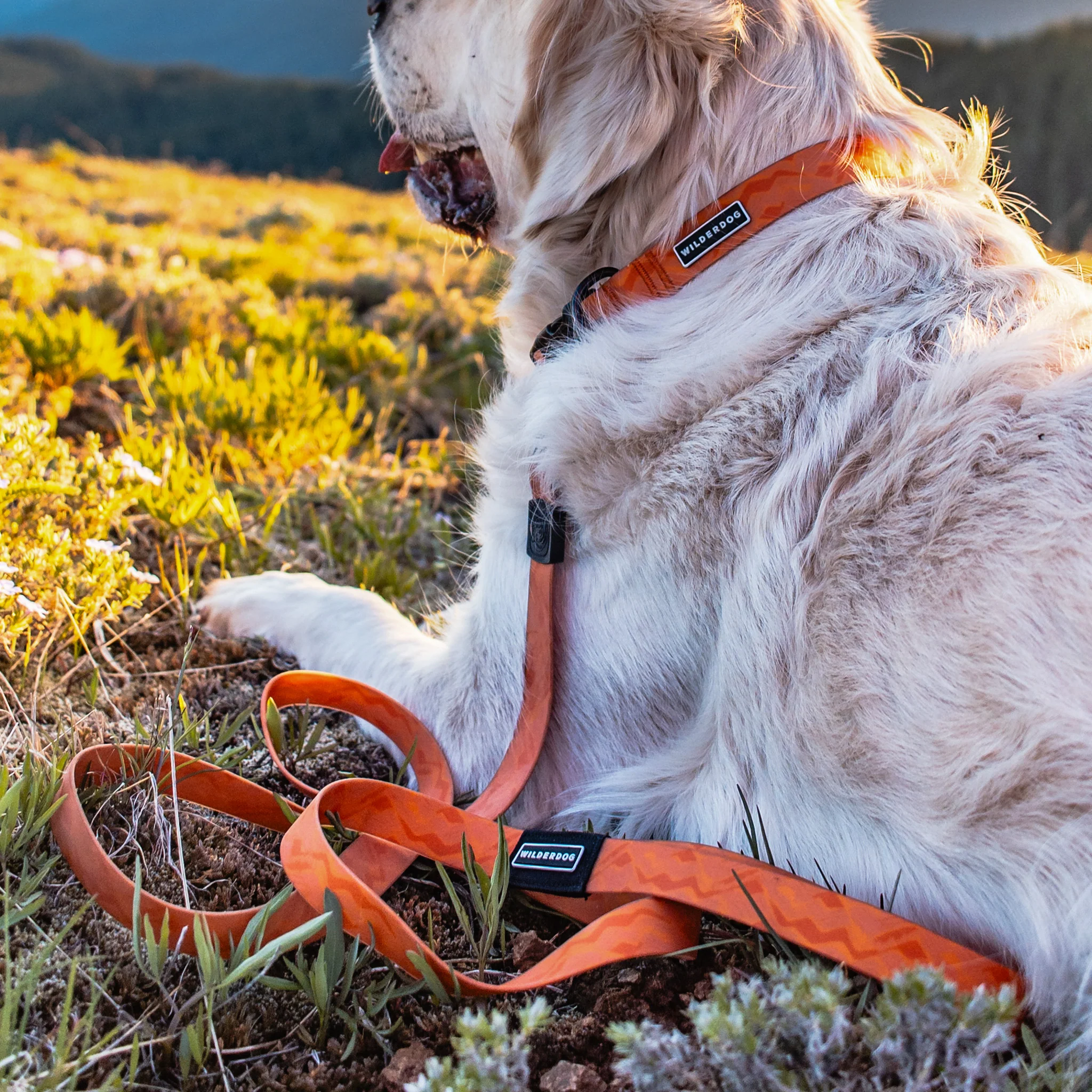 Terracotta Waterproof Collar - Image 3