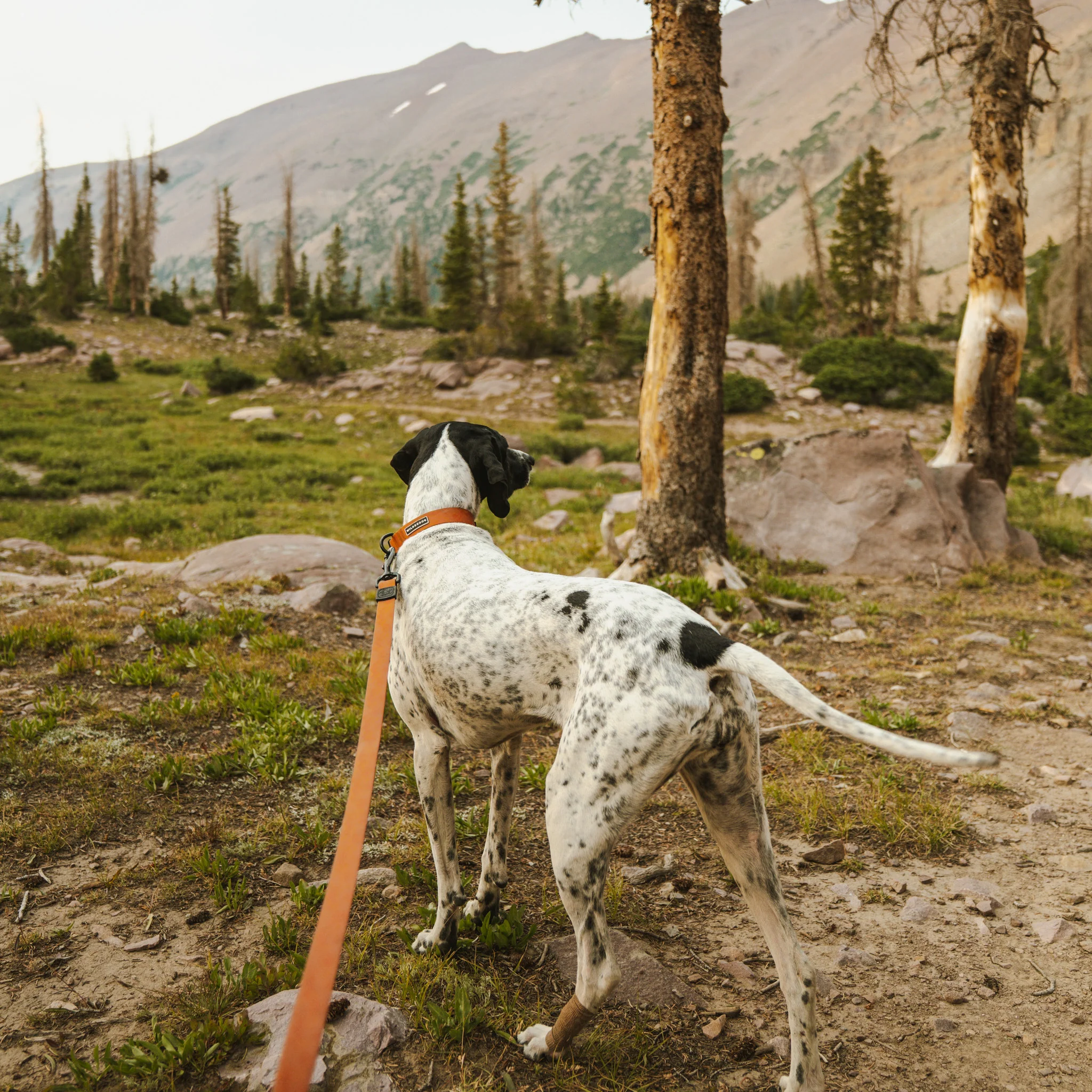 Terracotta Waterproof Leash - Image 3