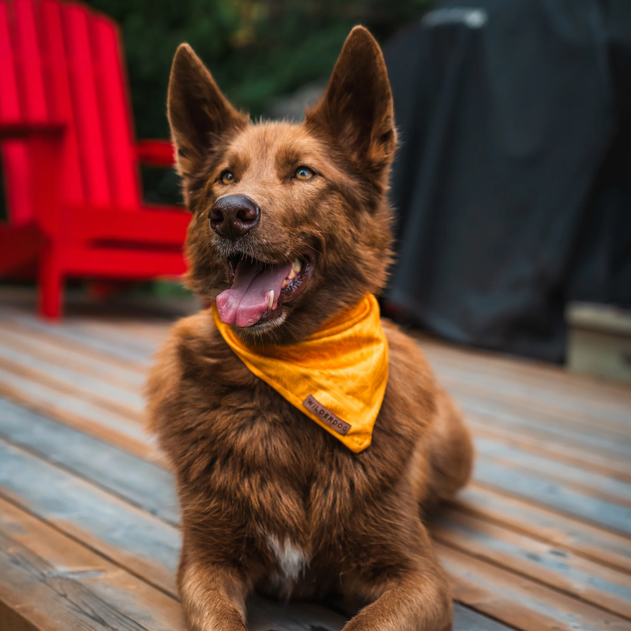 Mustard Bandana - Image 5