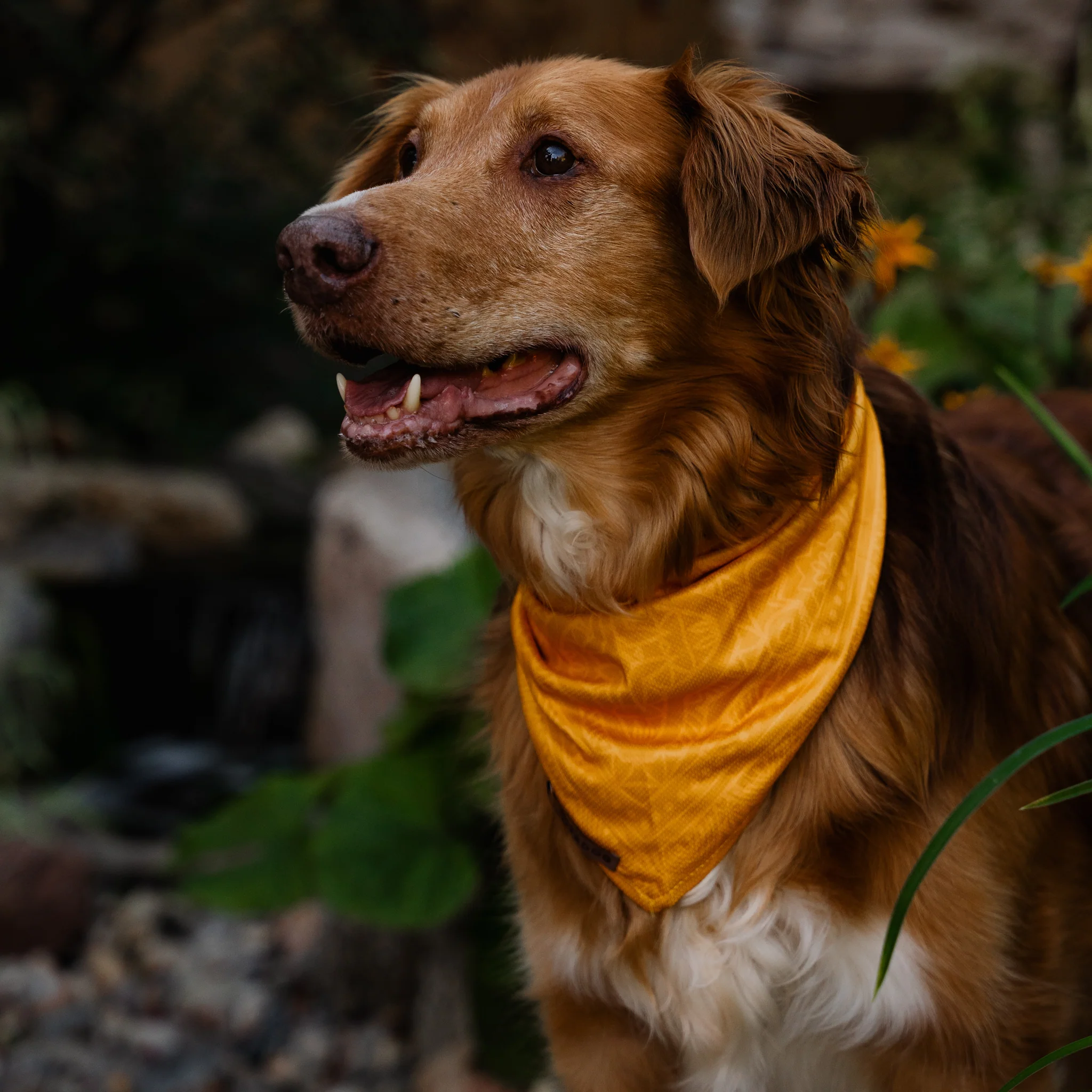Mustard Bandana - Image 6
