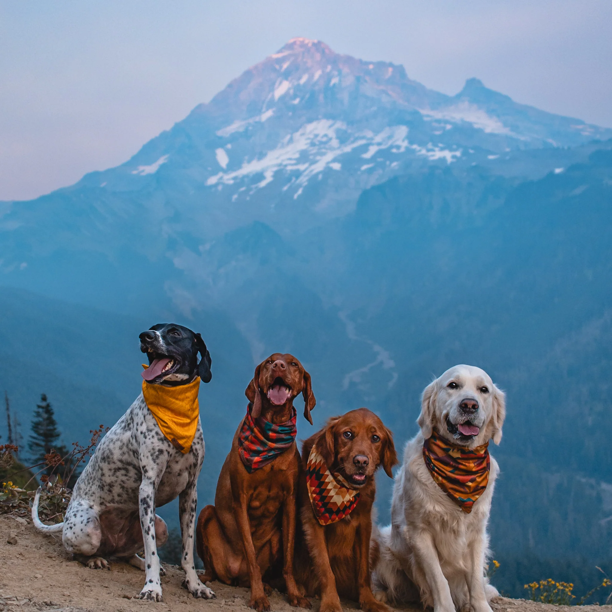 Mustard Bandana - Image 8