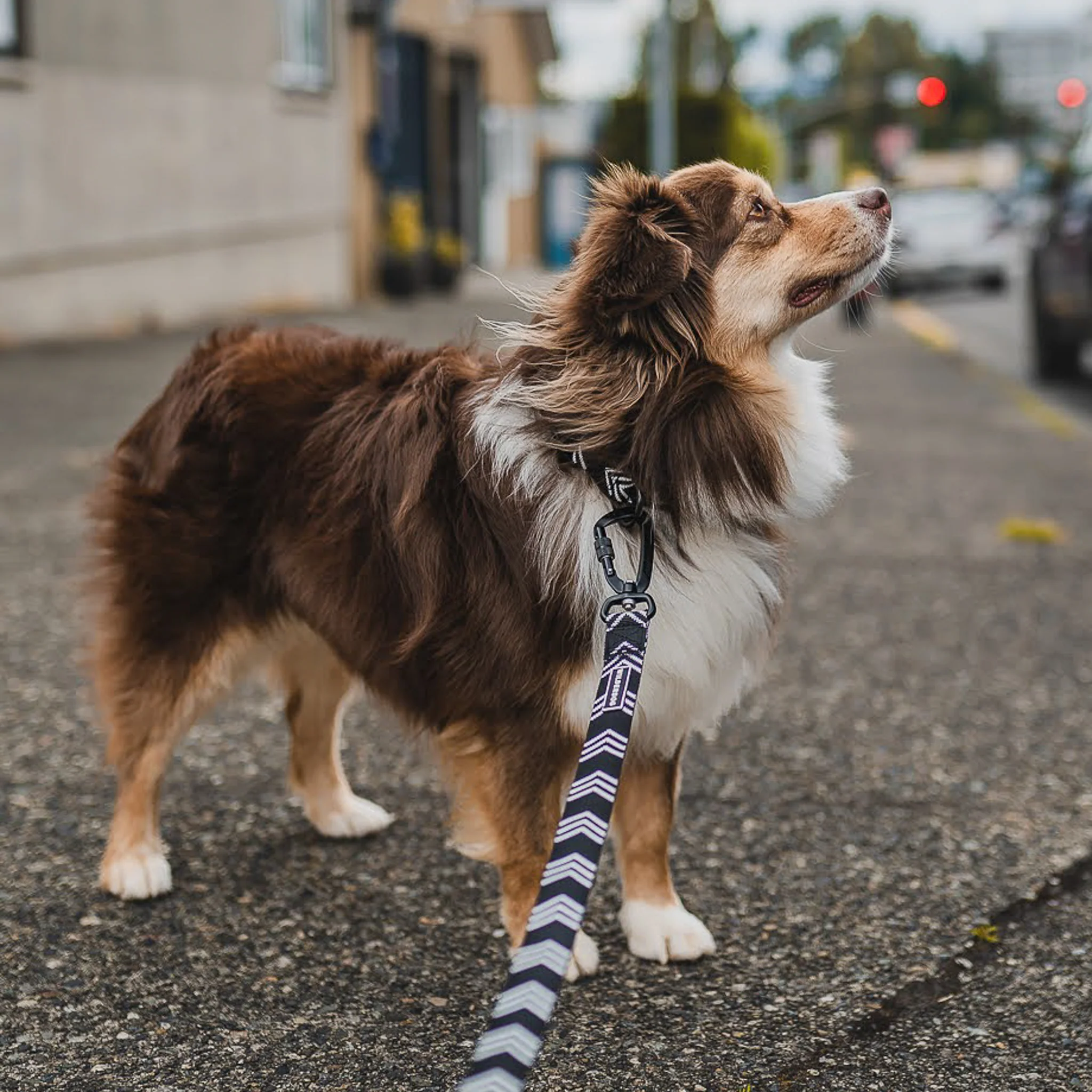 Orca Ultralight Leash - Image 4