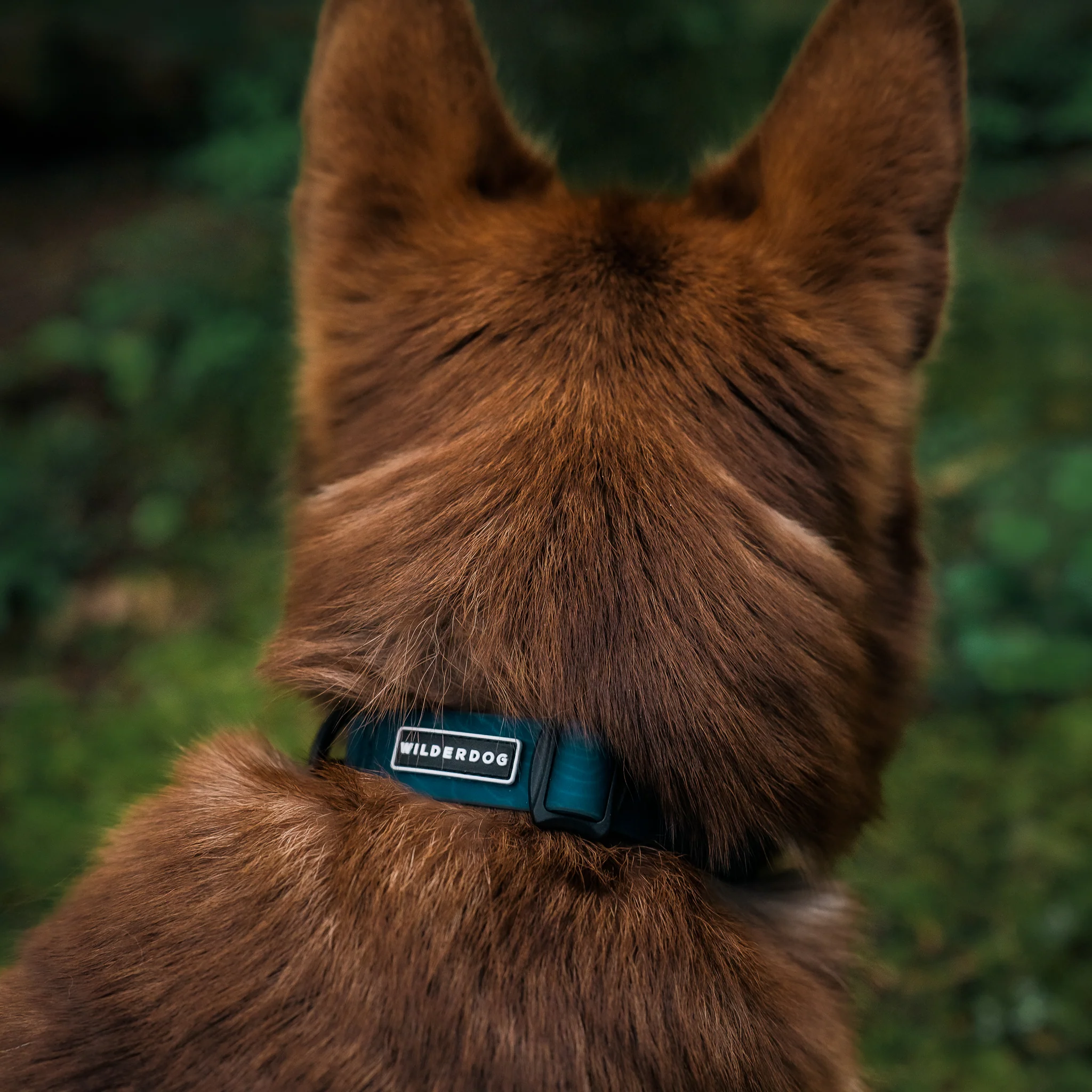 Pacific Blue Waterproof Collar - Image 4