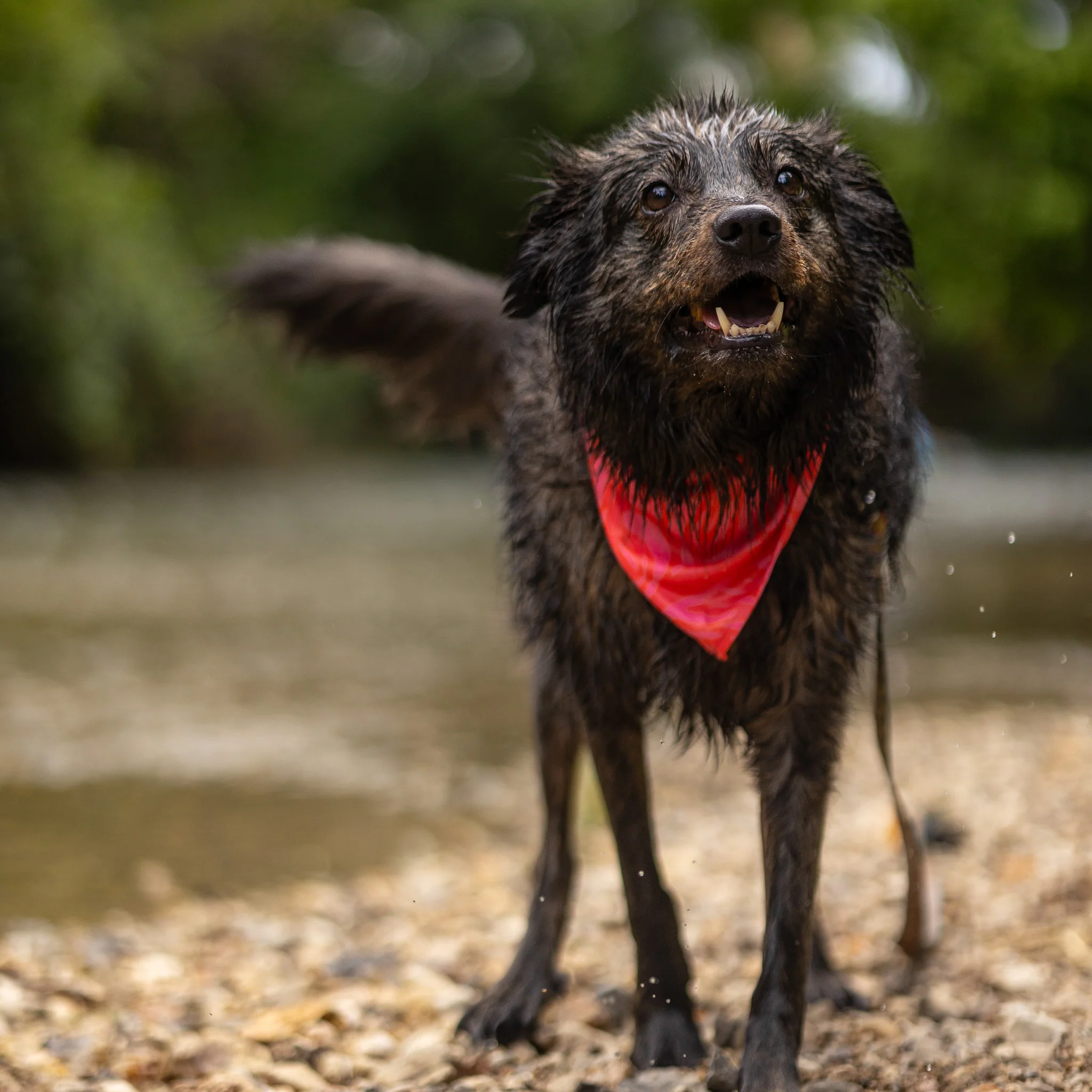 Papaya Bandana - Image 2