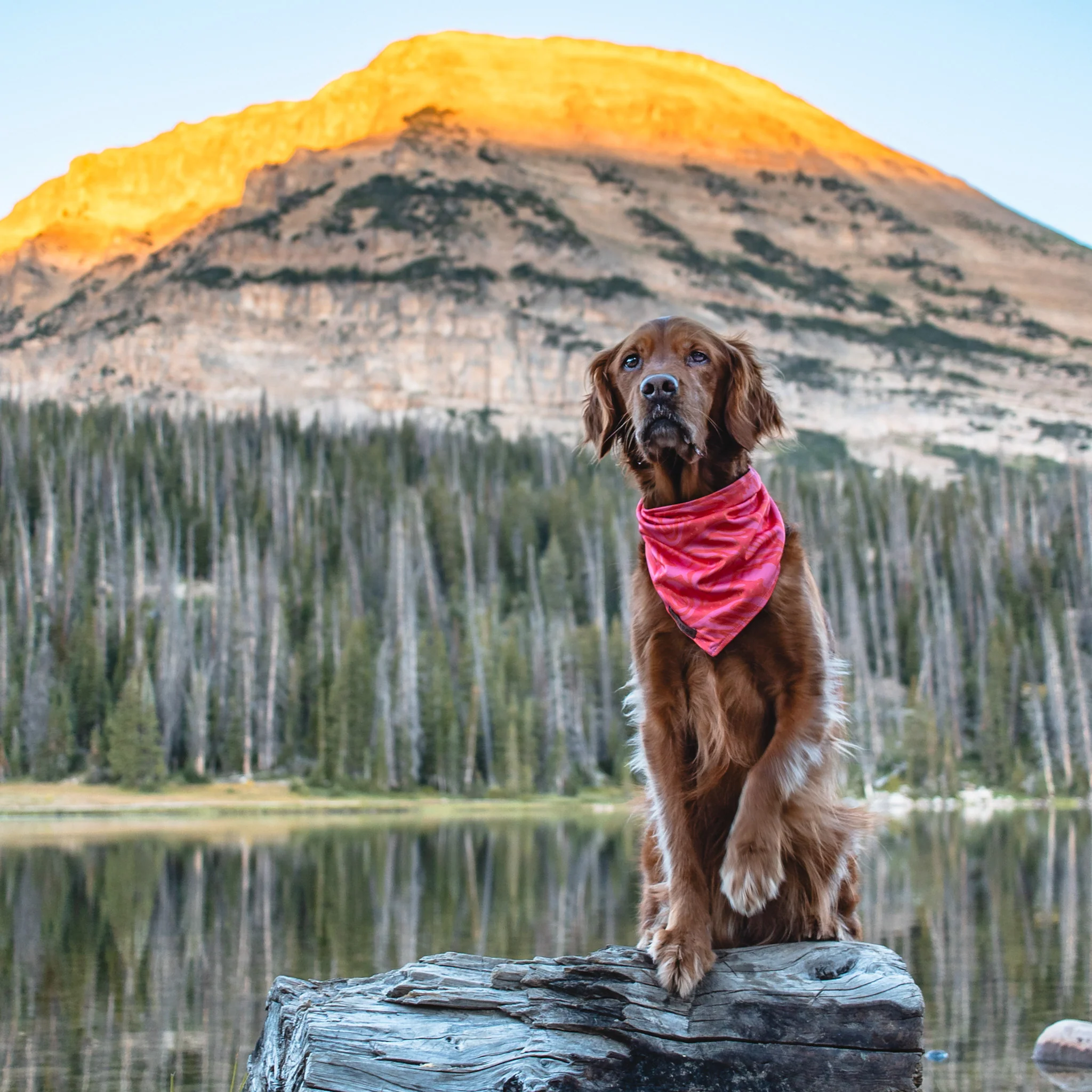 Papaya Bandana - Image 3