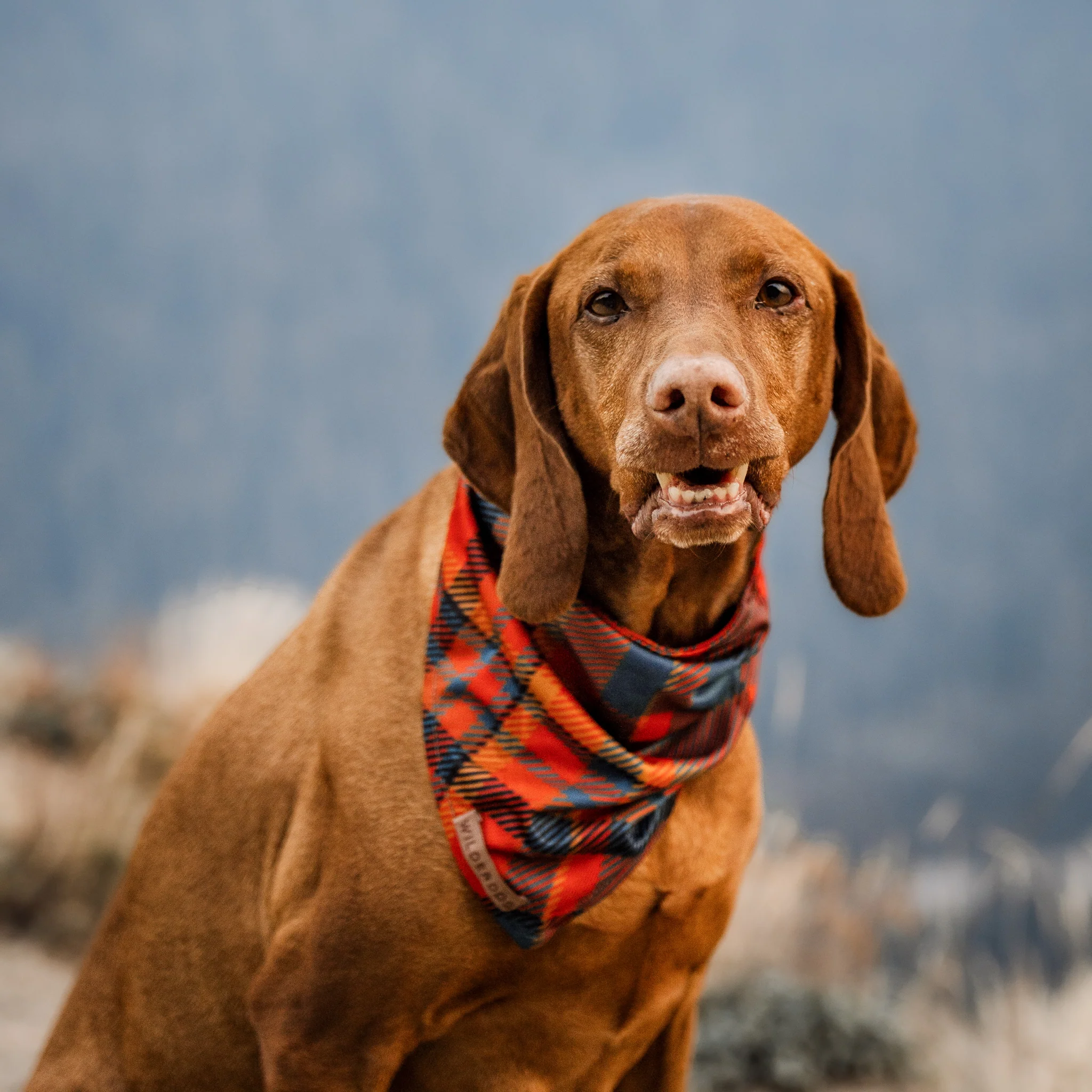 Pumpkin Spice Plaid Bandana - Image 2