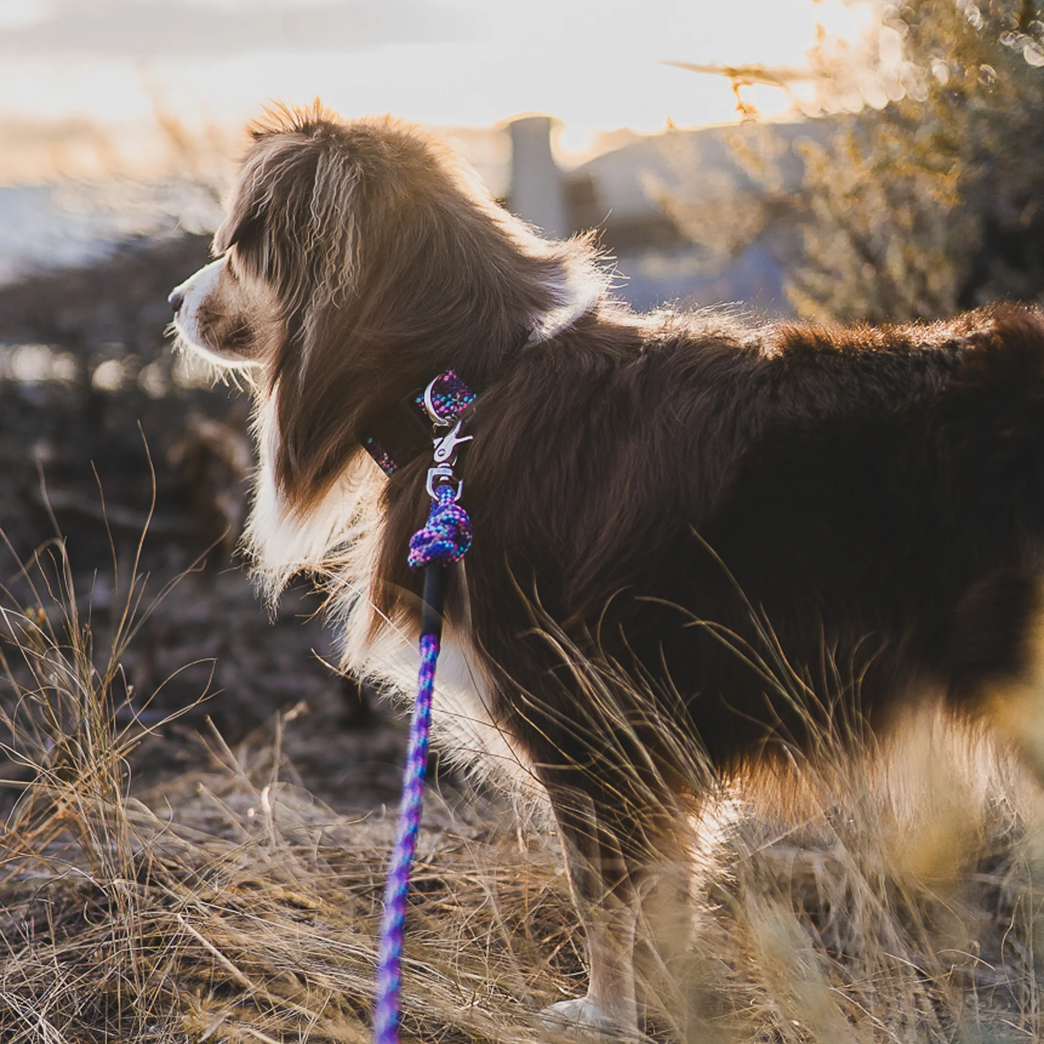 Quick Clip Rope Leash - Image 4