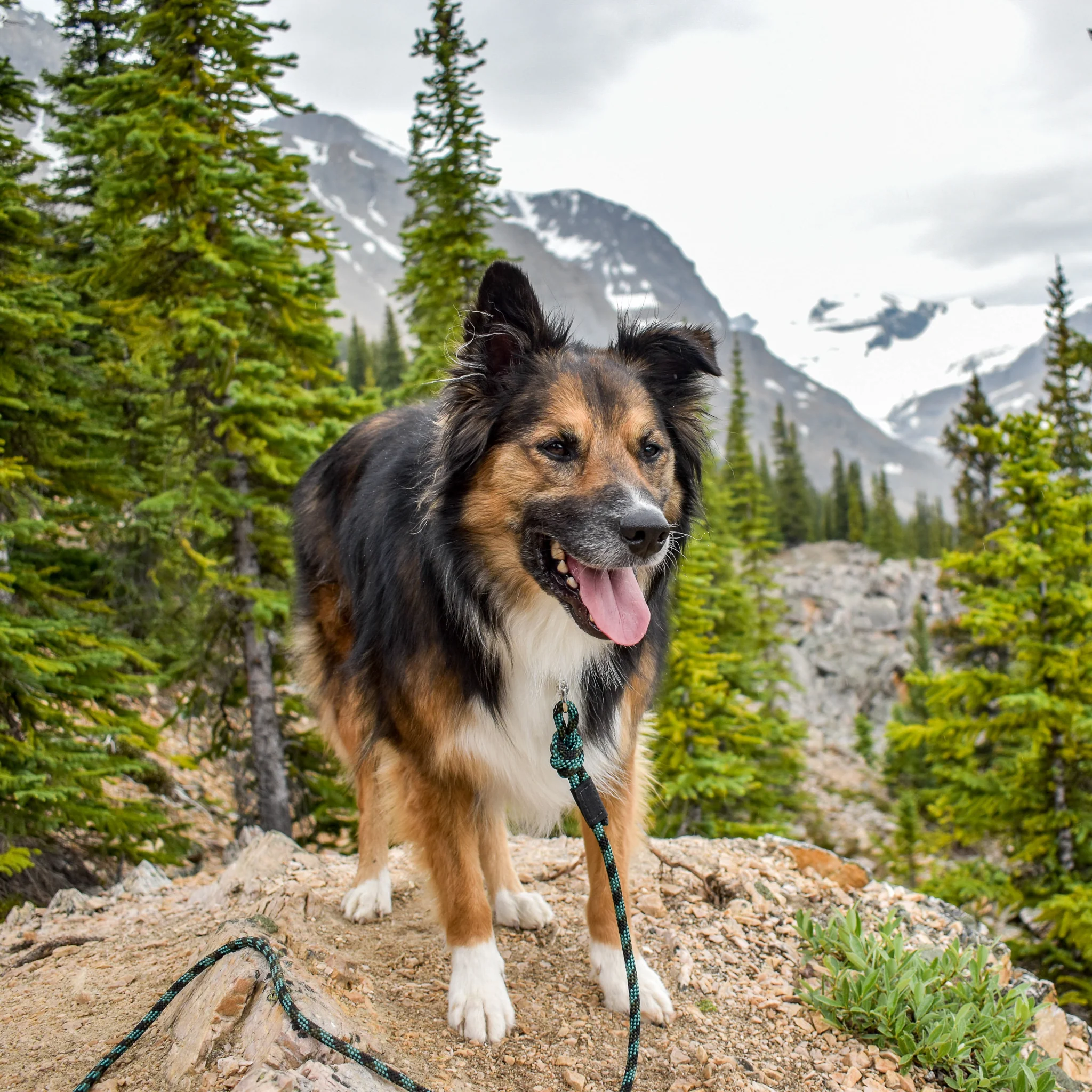 Quick Clip Rope Leash - Image 5