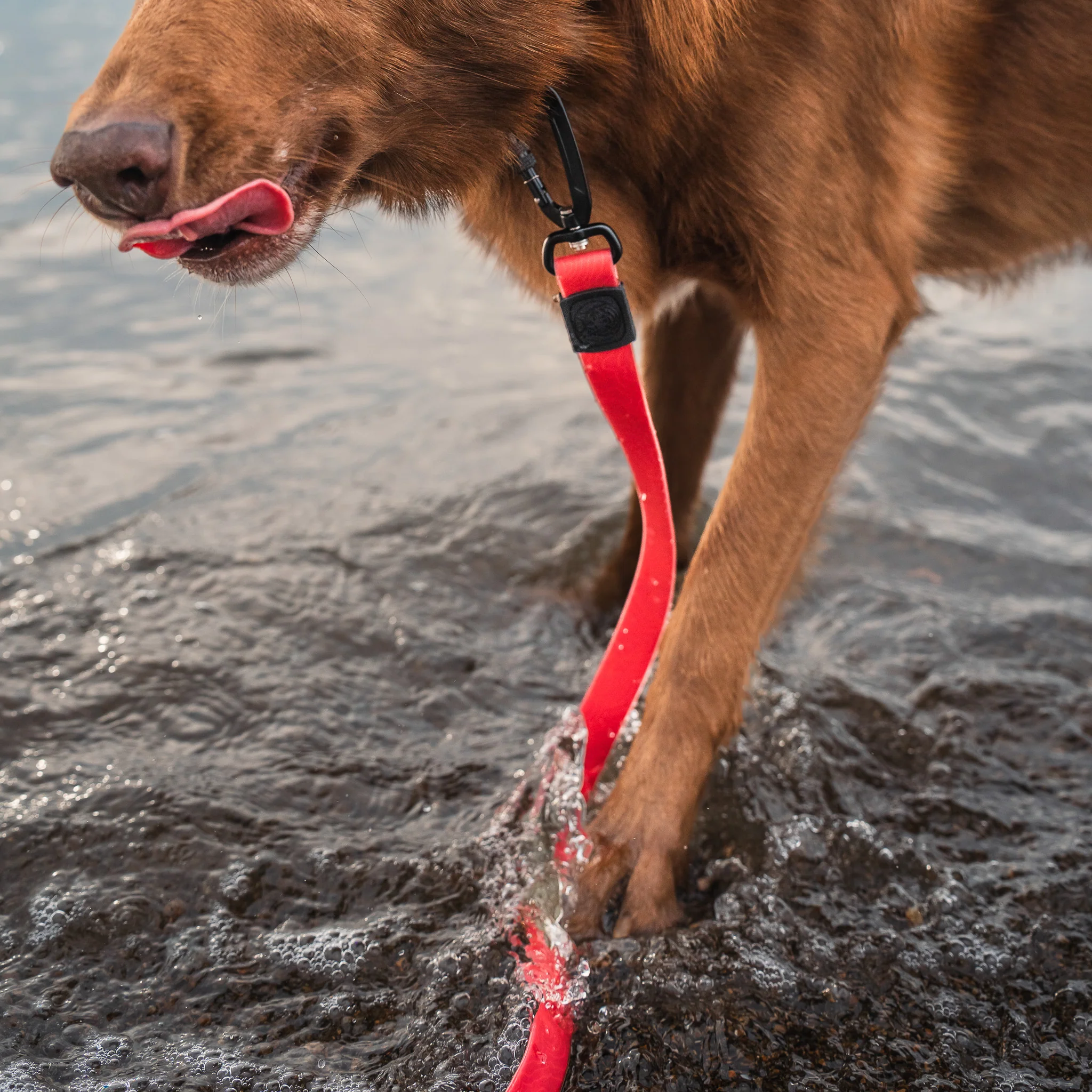 Red Waterproof Pro Leash - Image 2