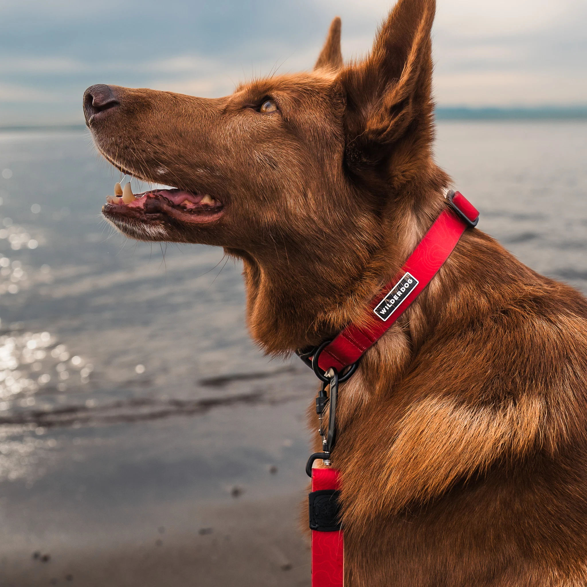 Red Waterproof Pro Leash + Collar Bundle - Image 2