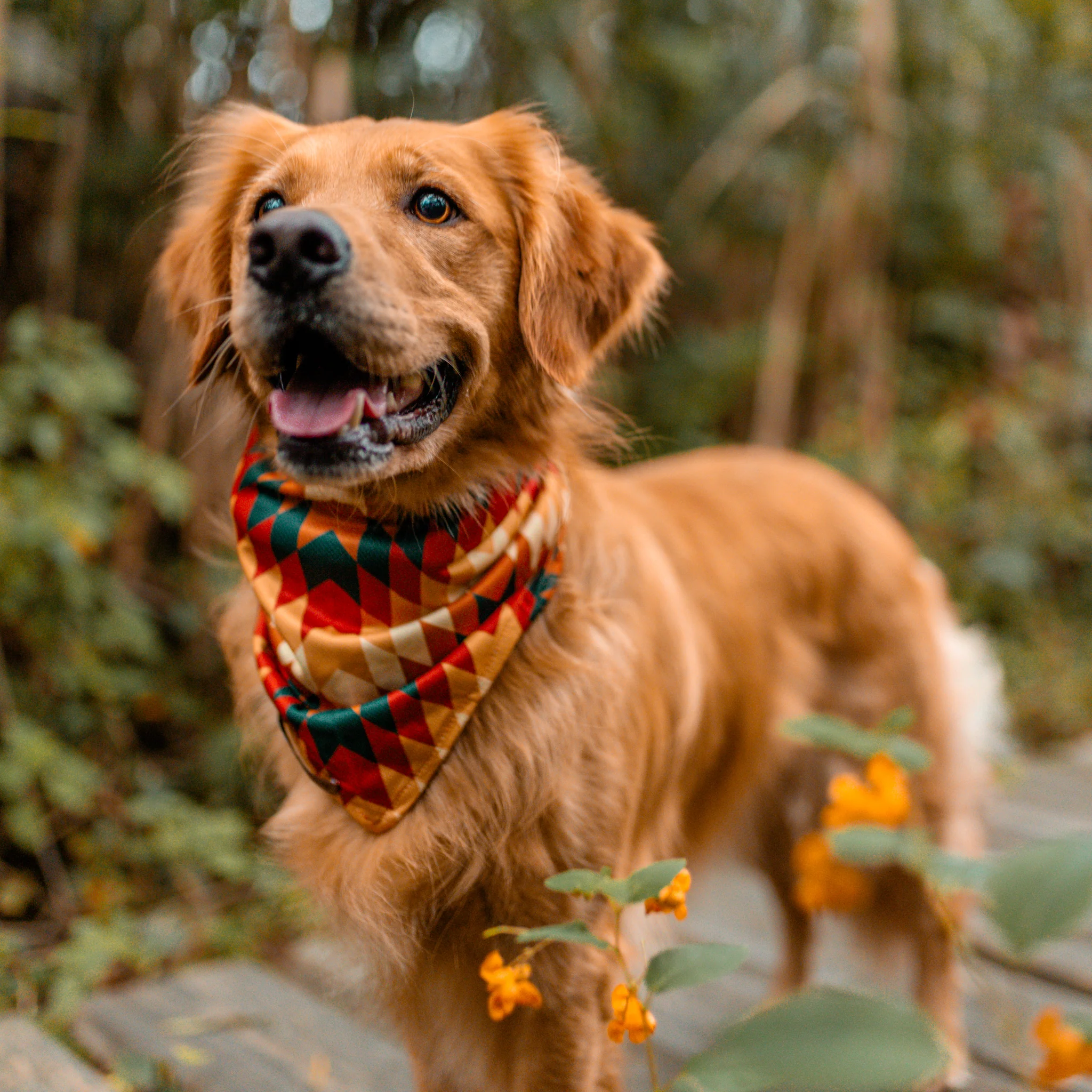 Russet Bandana - Image 2