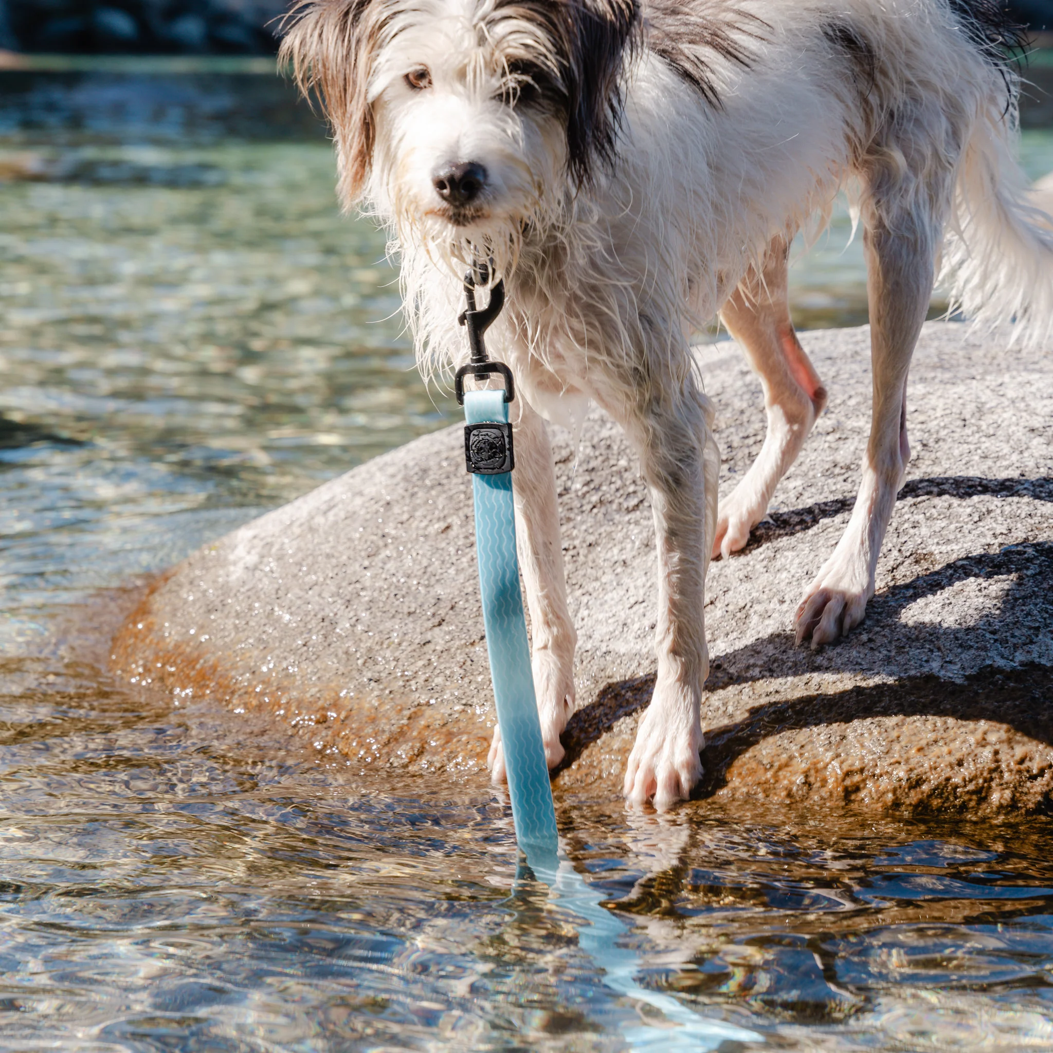 Saltwater Waterproof Leash - Image 2