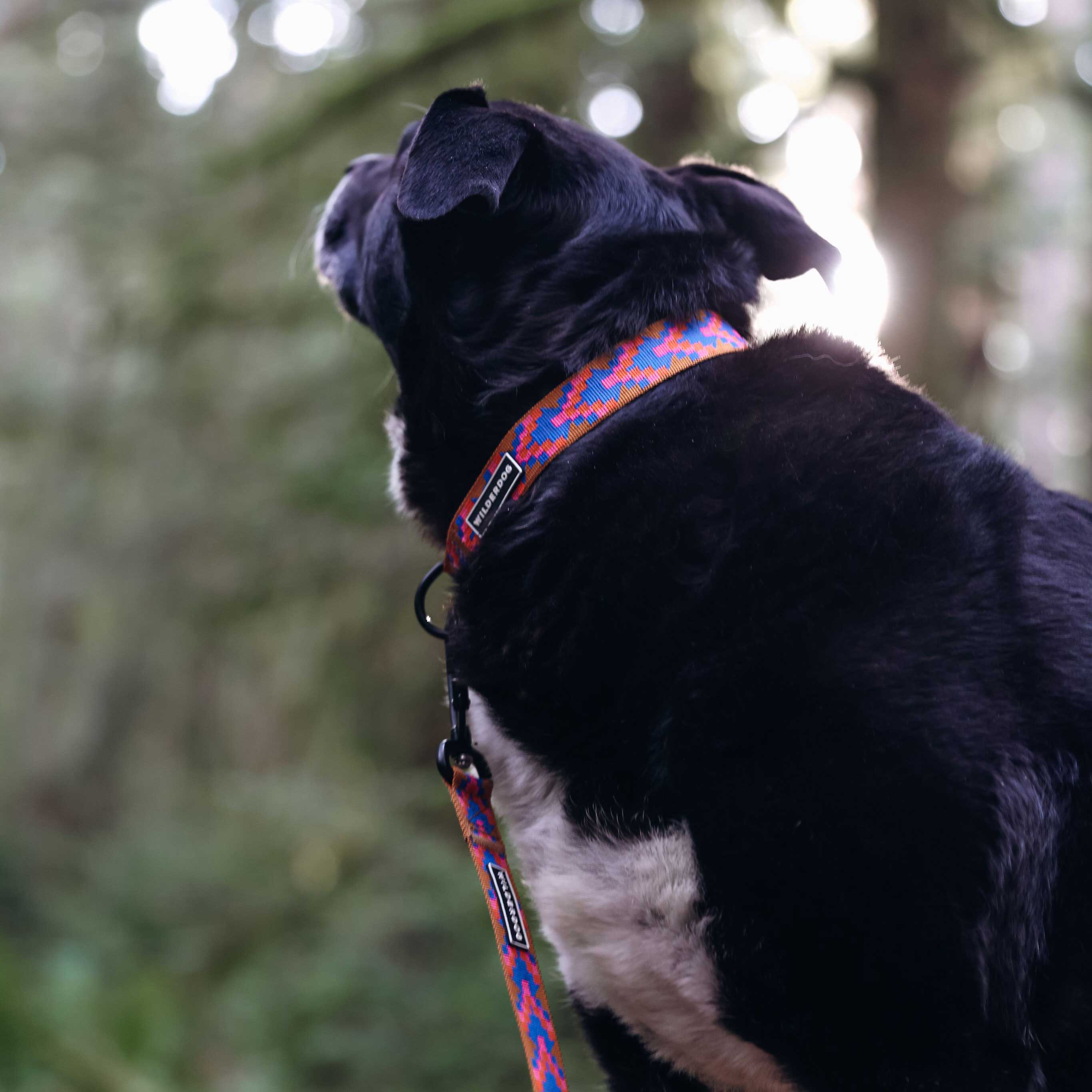 Sandstone Ultralight Collar - Image 4