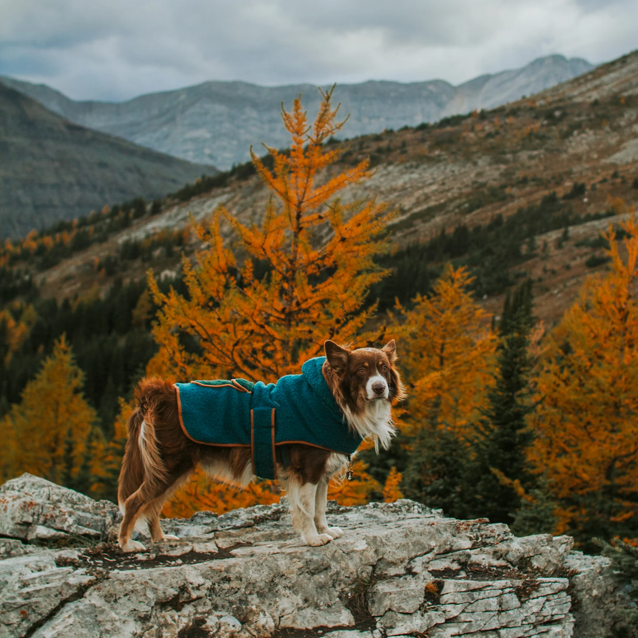 Sherpa Jacket - Image 2