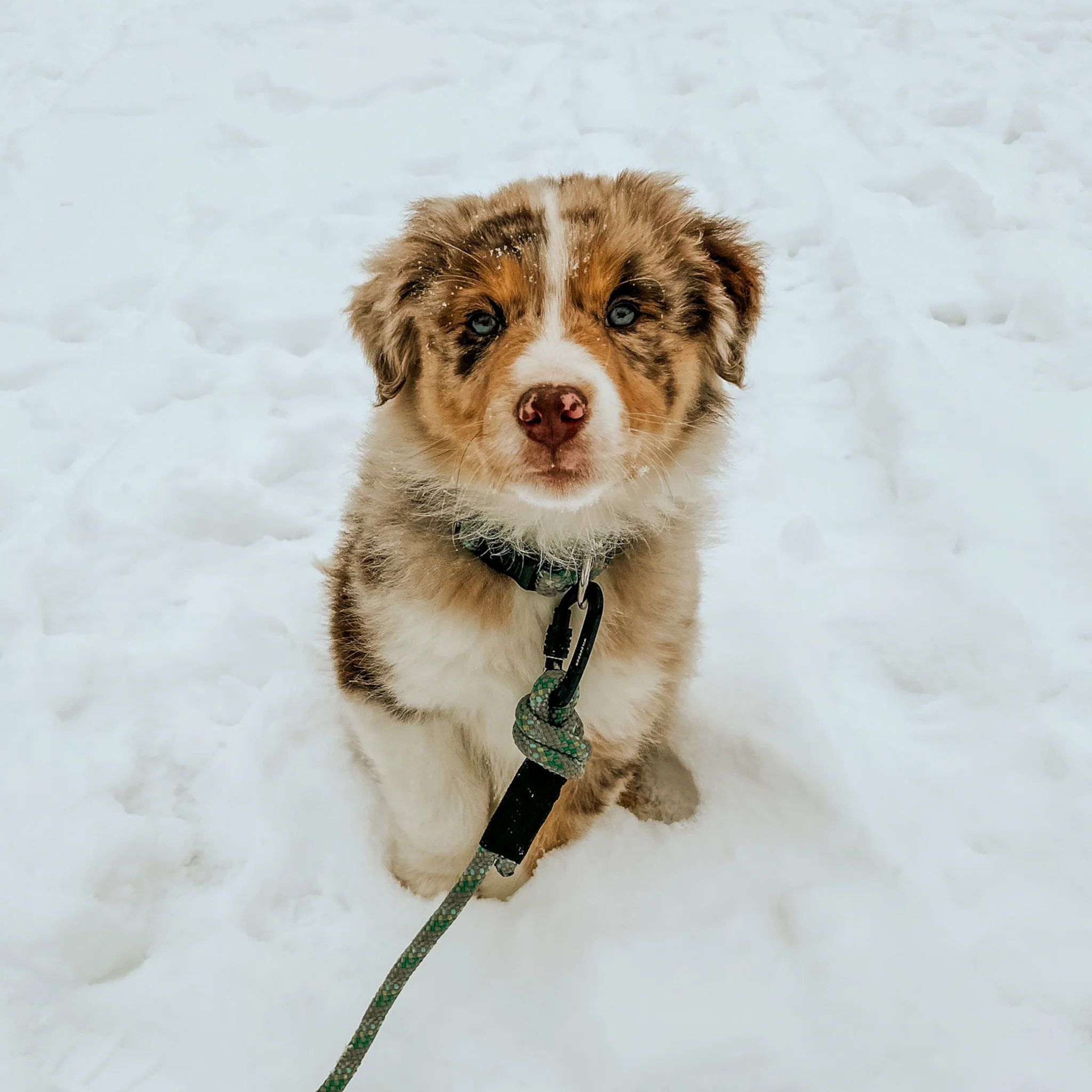 Small Carabiner Rope Leash - Image 4