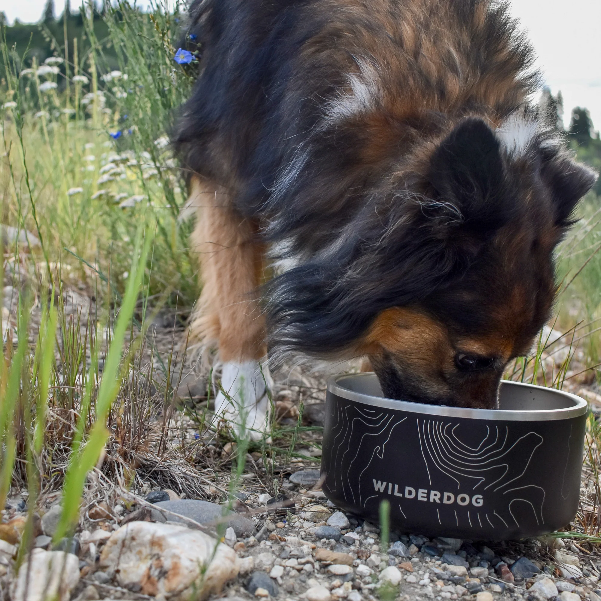 Stainless Steel Dog Bowl - Image 10