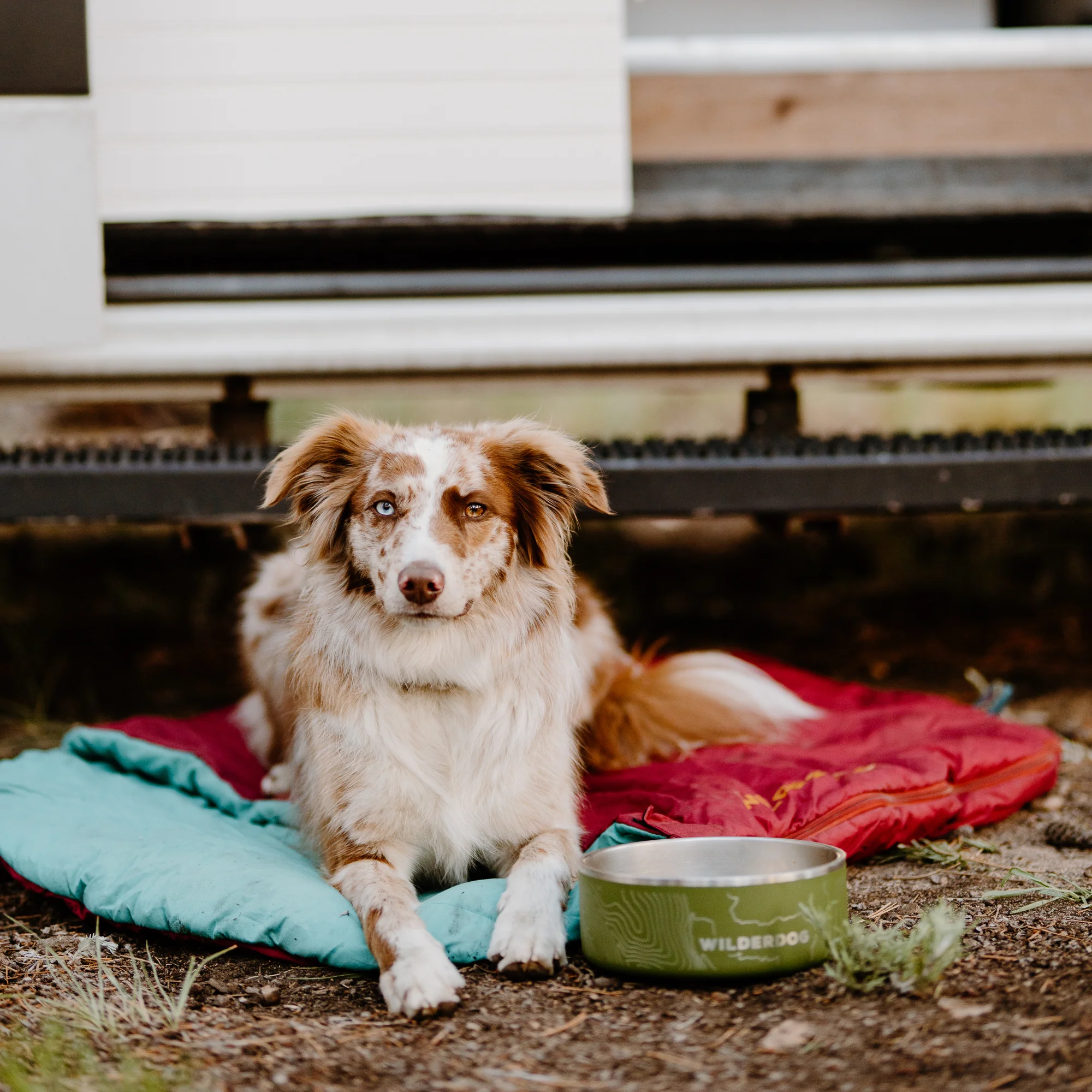 Stainless Steel Dog Bowl - Image 6