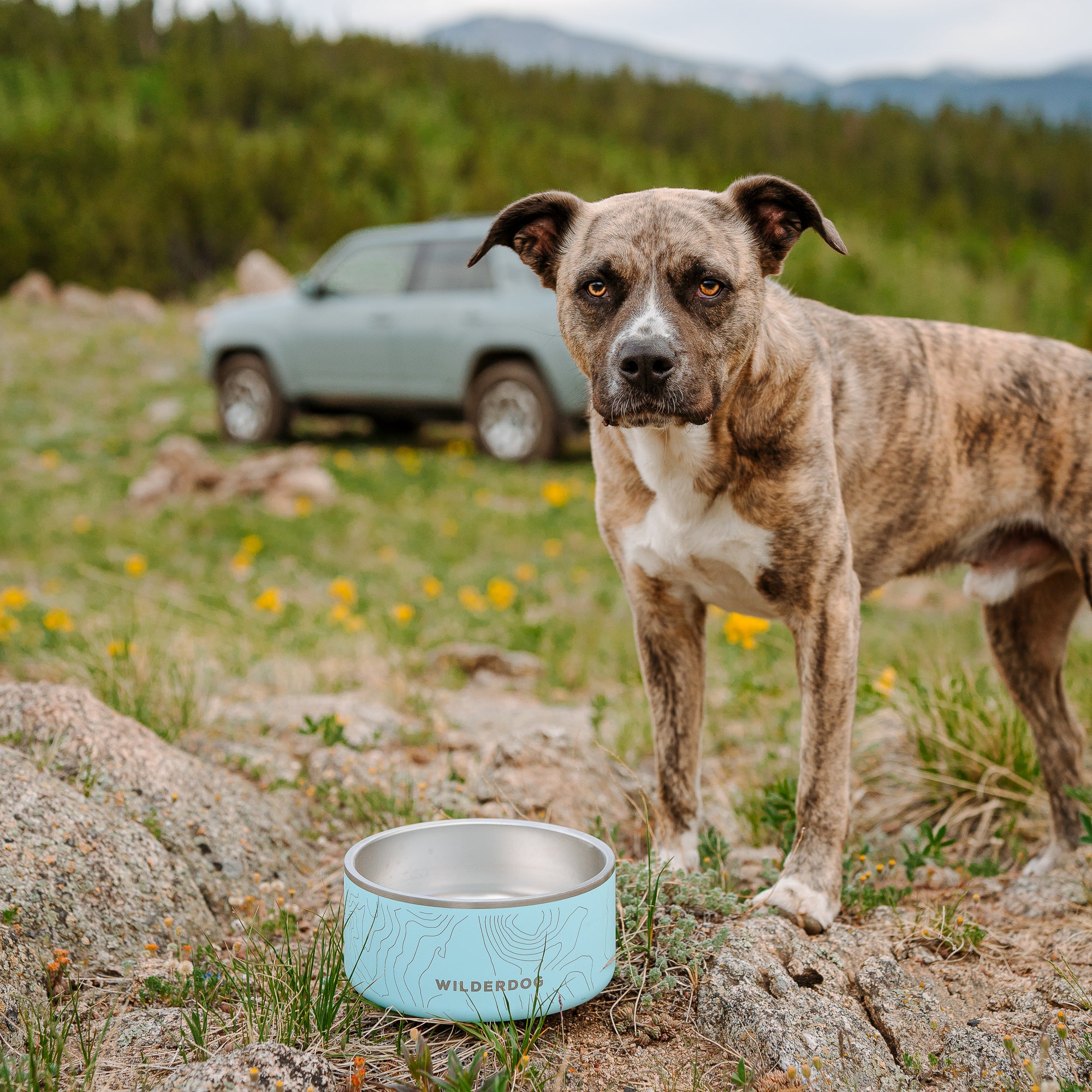 Stainless Steel Dog Bowl - Image 7