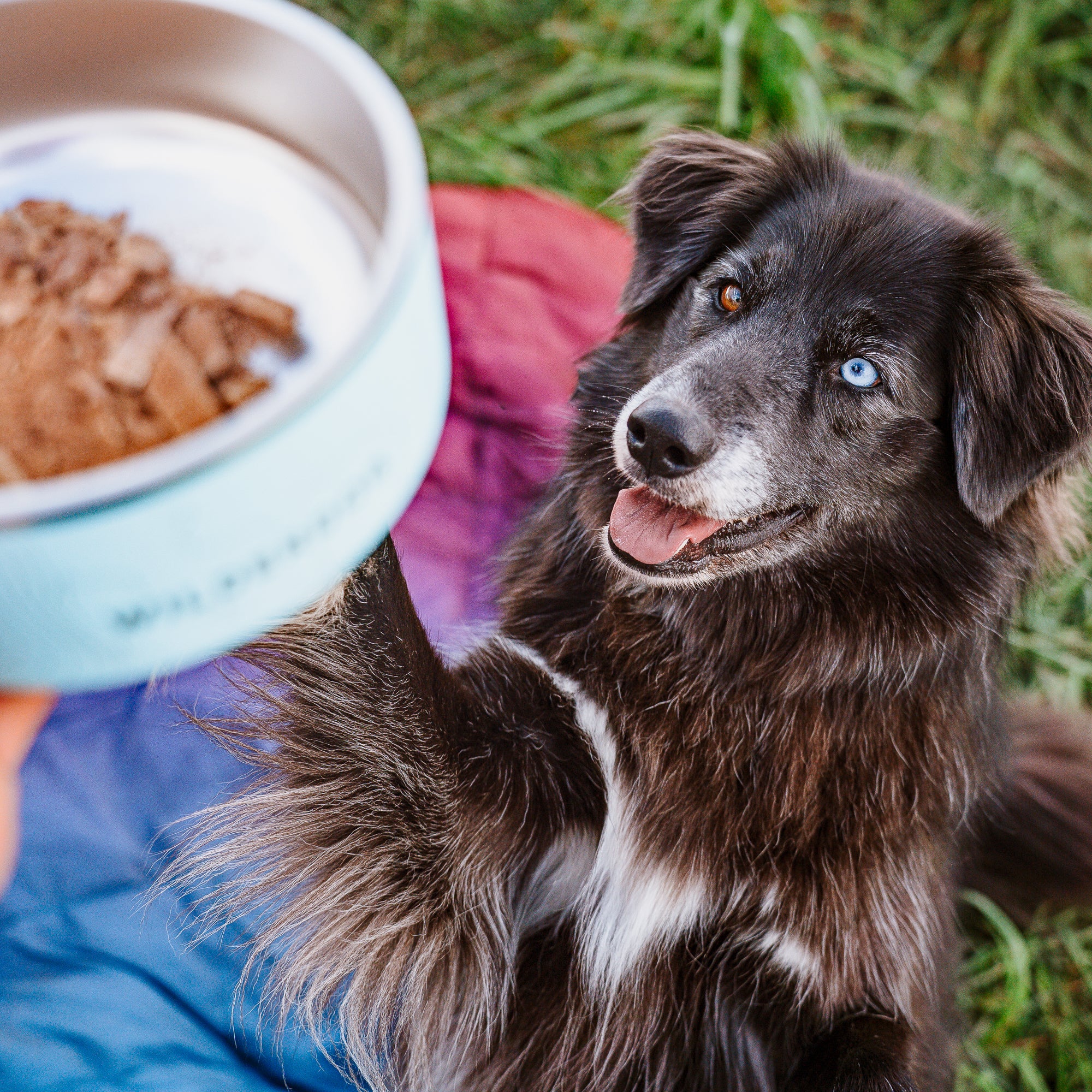 Stainless Steel Dog Bowl - Image 9