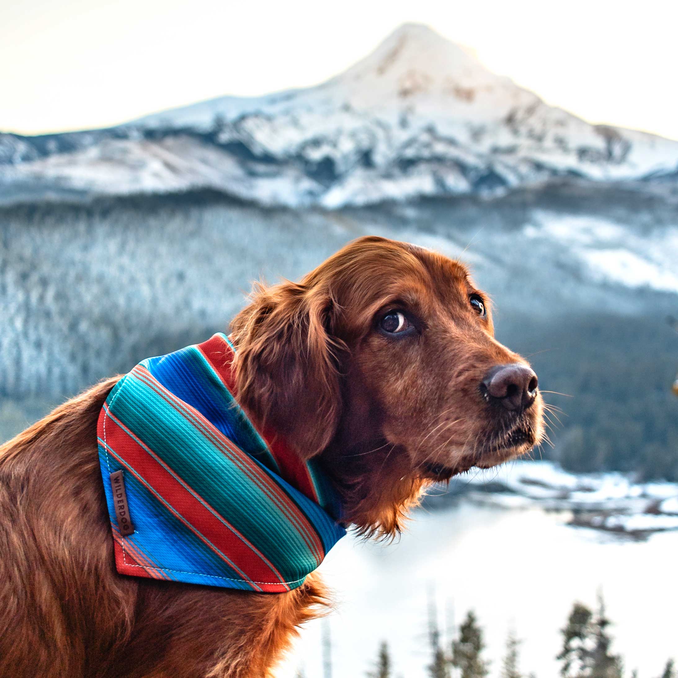 Vaquero Bandana - Image 4