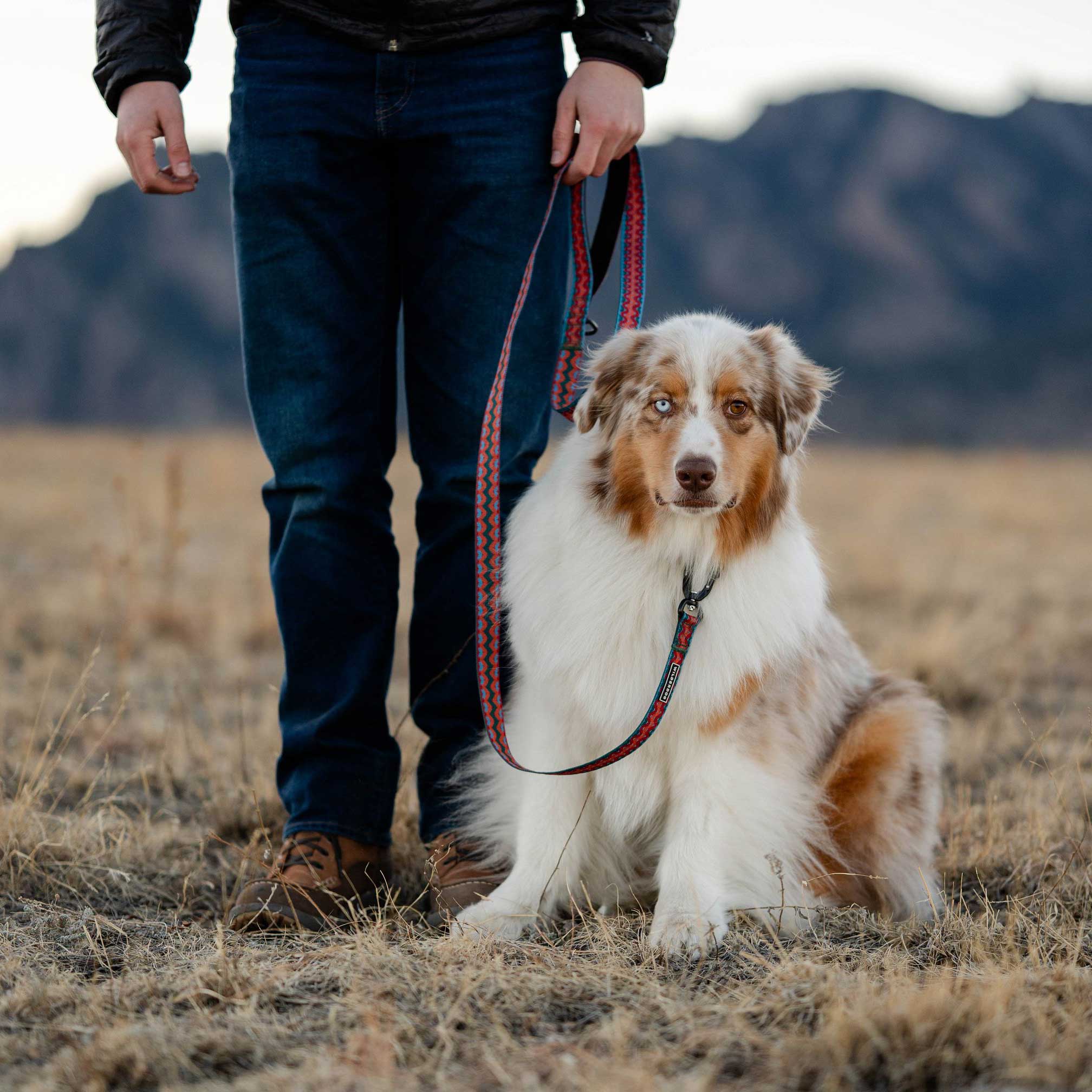 Sumac Ultralight Collar - Image 5
