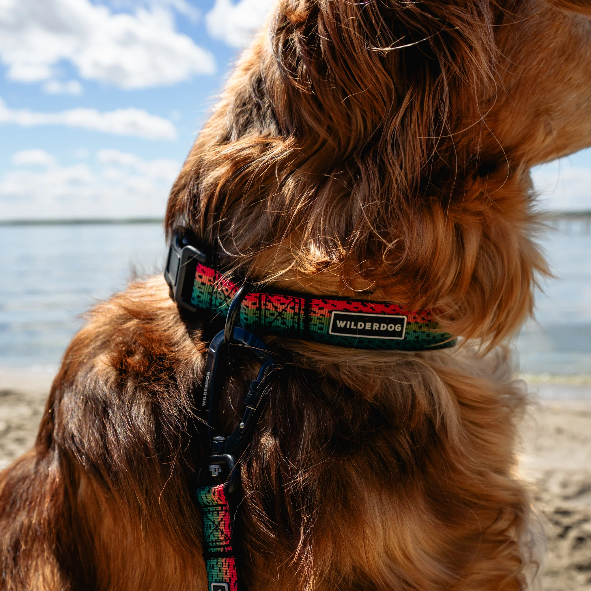 Trout Ultralight Collar - Image 4