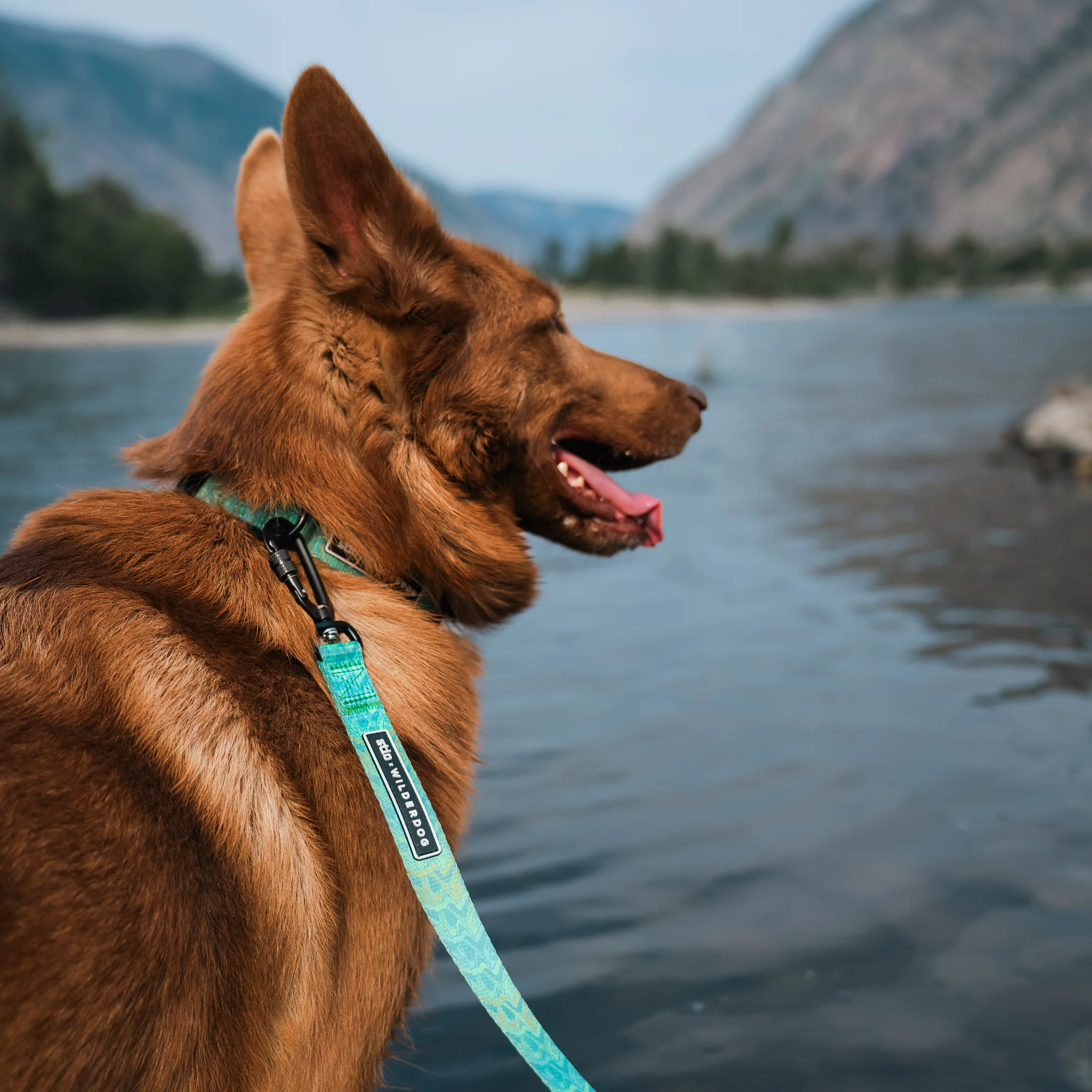 Wilderdog x Stio Ultralight Leash - Image 3