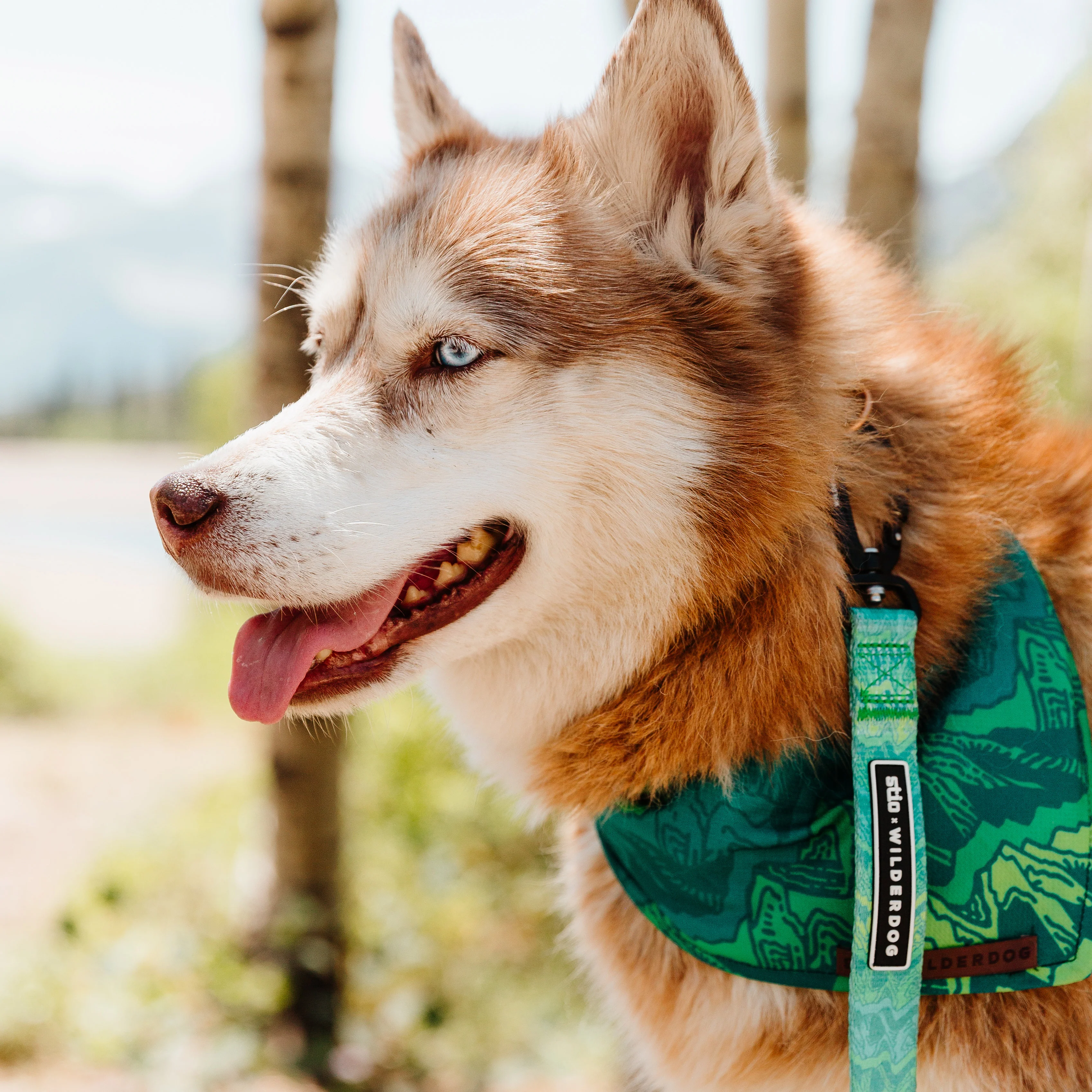 Wilderdog x Stio Ultralight Leash - Image 4